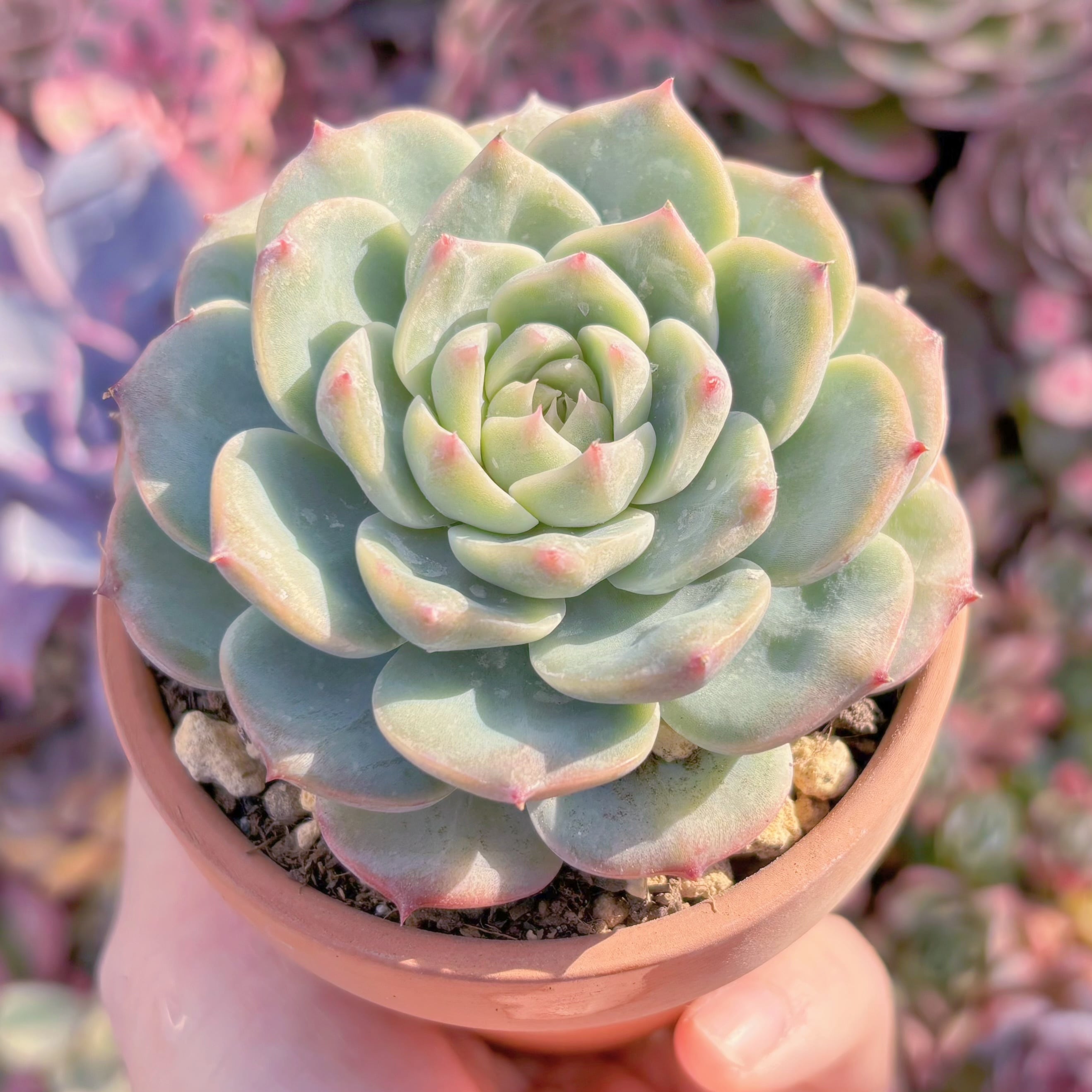 現品　インドクジャク#A014　るる農園