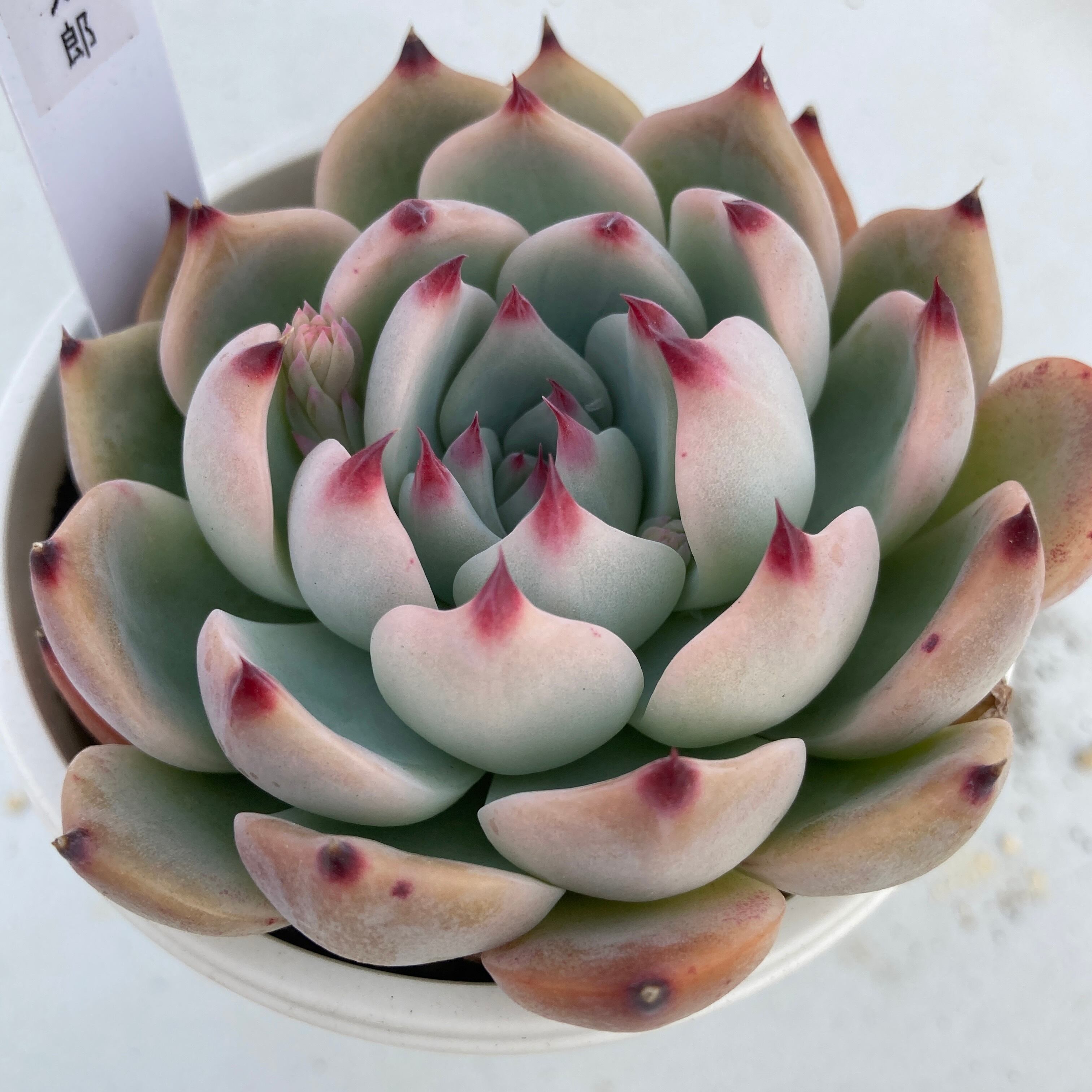 【現物商品】桃太郎 | 多肉植物研究所 powered by BASE