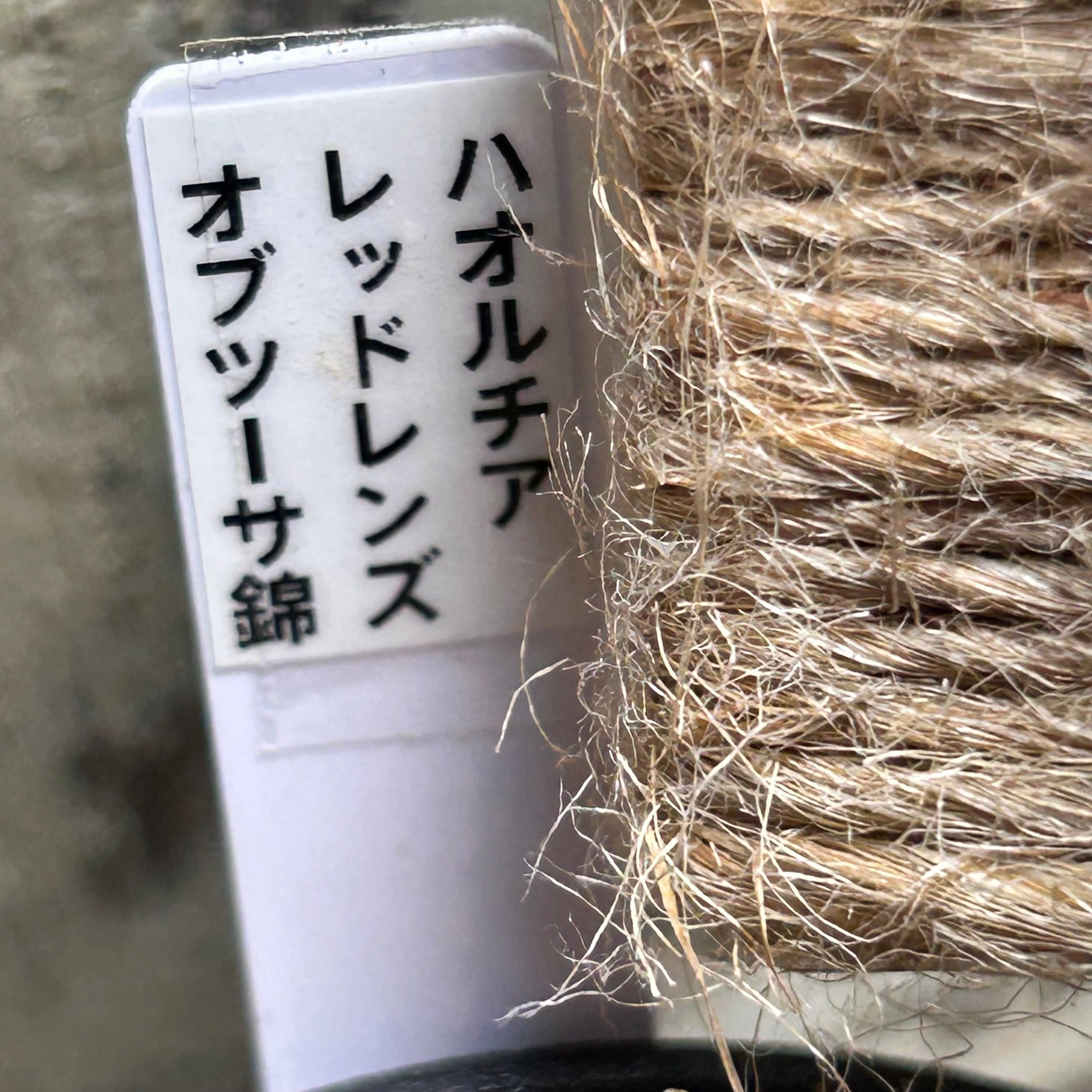 T) レッドレンズ オブツーサ錦 ハオルチア | RuPo 多肉植物専門店