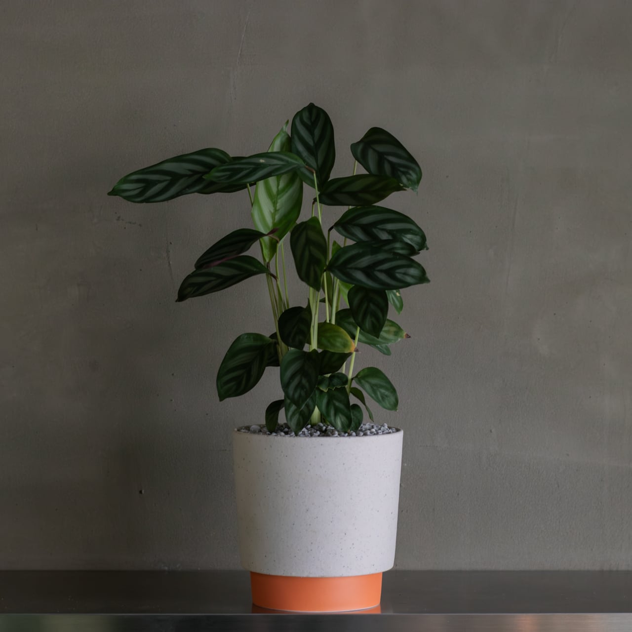 クテナンテ　セトサ 観葉植物 鉢植え クテナンテ セトサ コンパクトスター | atelier/en's
