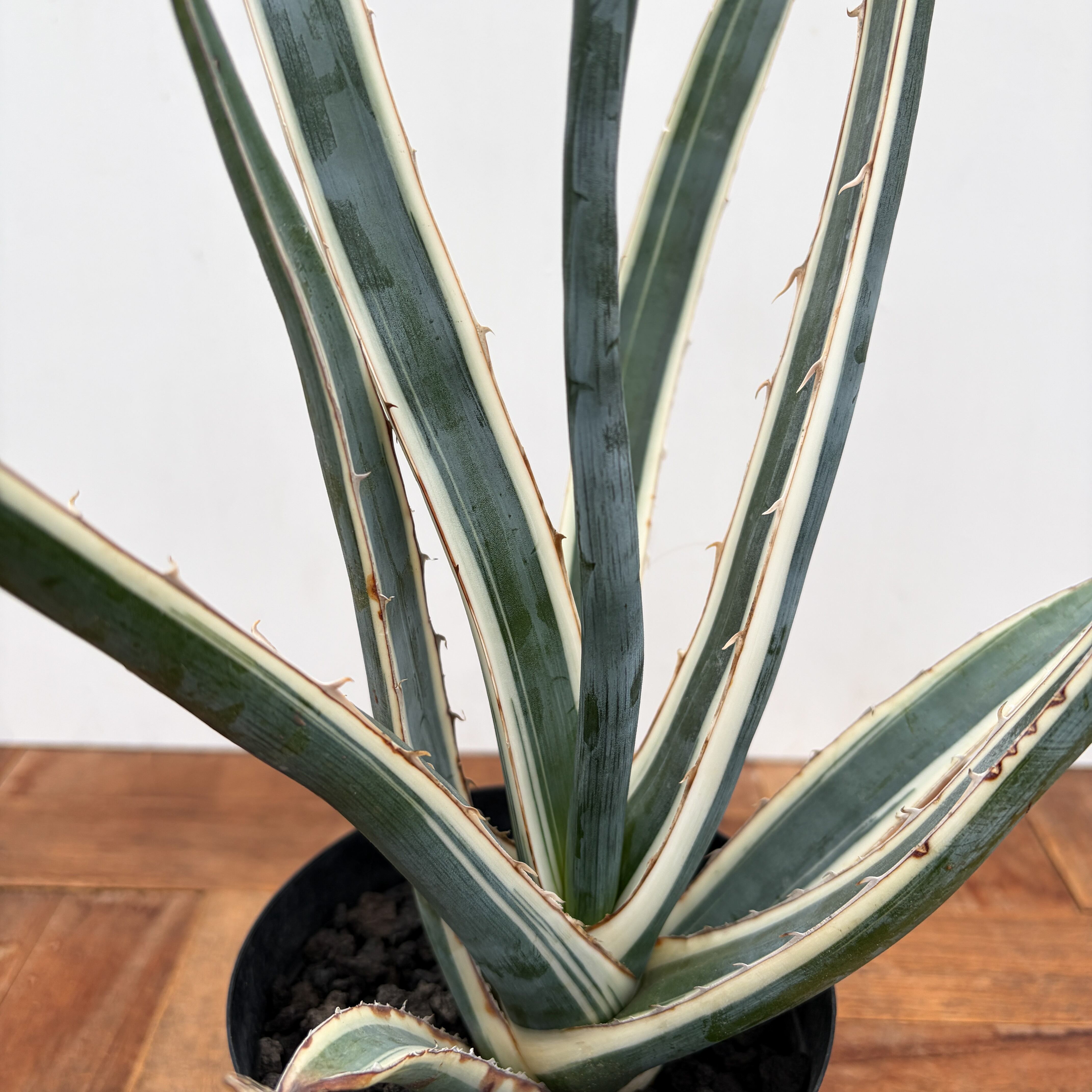 AGAVE | RIMO'S GREEN 【Saboten & Succulent】