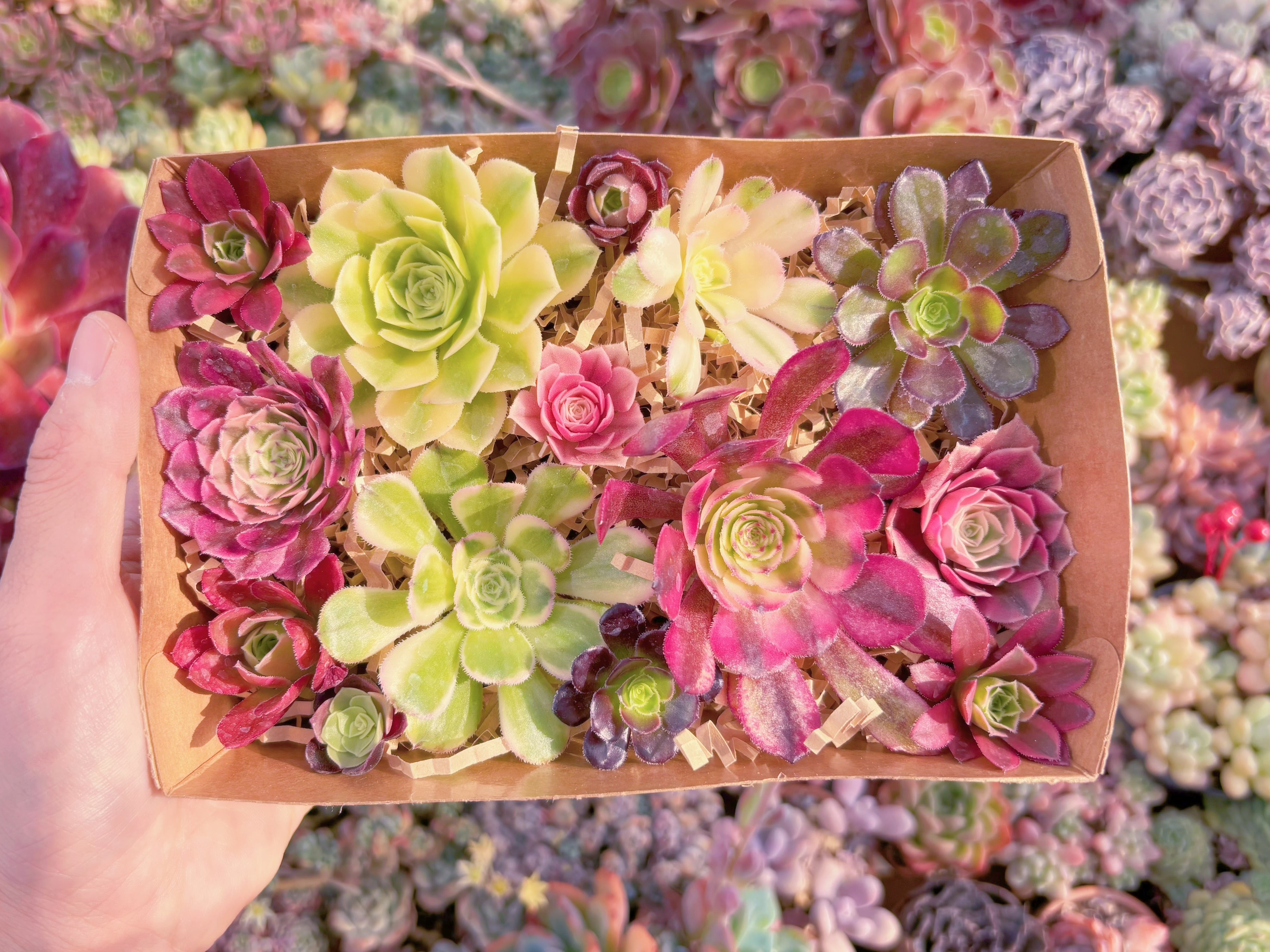 現品　寄せ植えセット#F208　17×4.5×11.5cm　るる農園