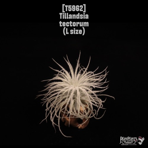 Tillandsia tectorum L〔ティランジア〕T5962