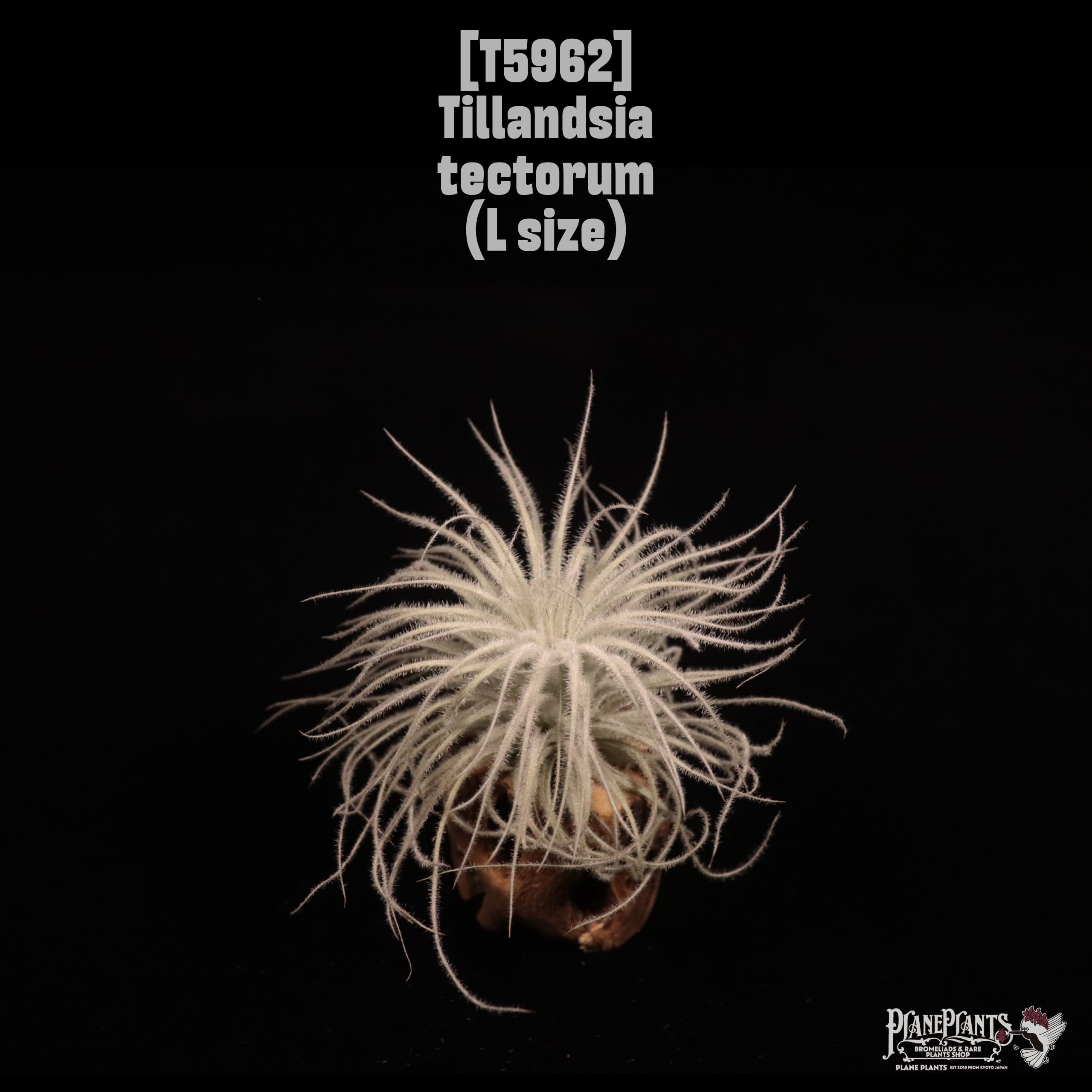 Tillandsia tectorum L〔ティランジア〕T5962