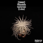 Tillandsia tectorum L〔ティランジア〕T5962