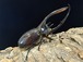 ネプチューンオオカブト　♂124mm　♀68mm  ペア　