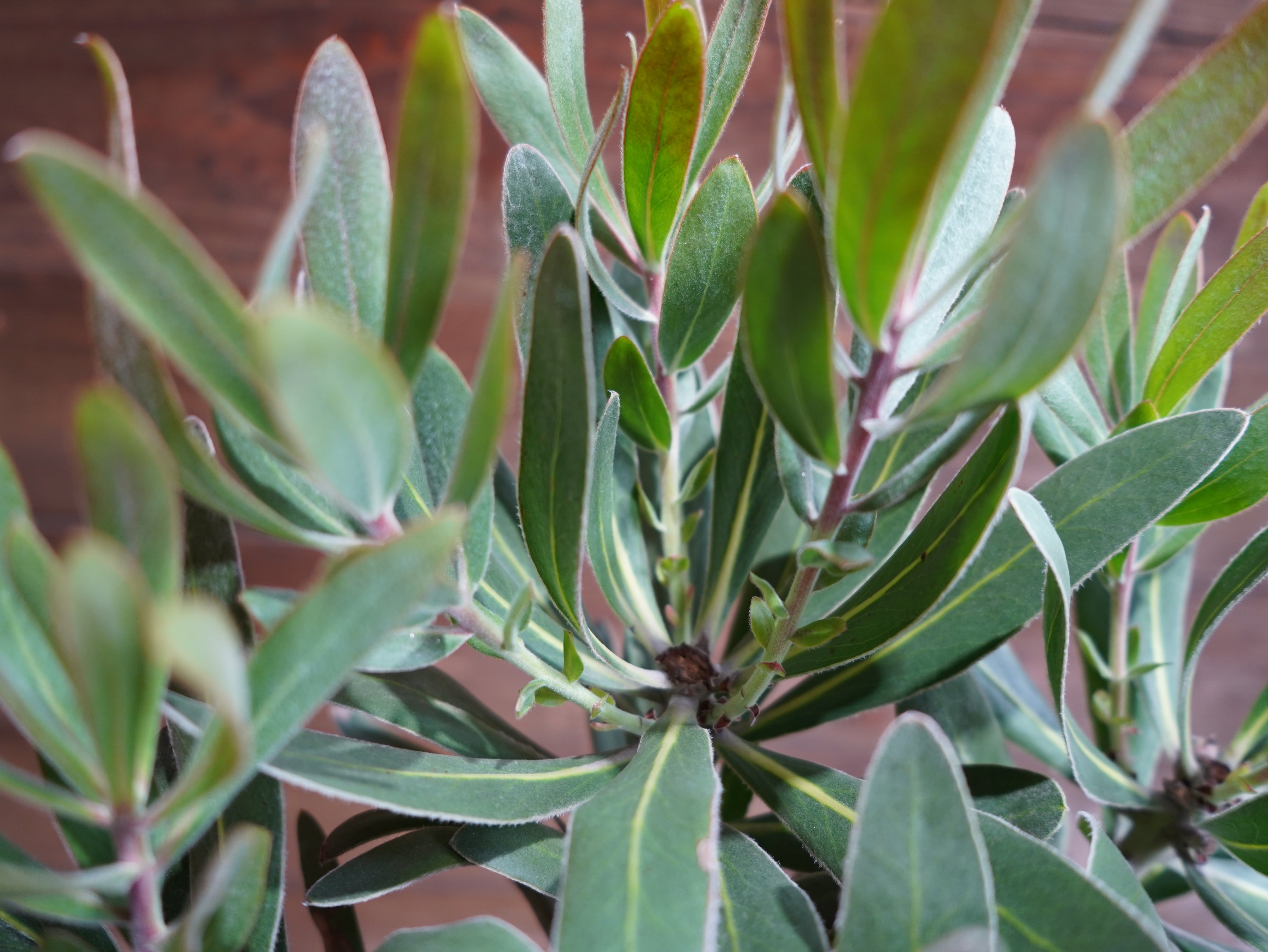 【現物】プロテア　”ピンクアイス”