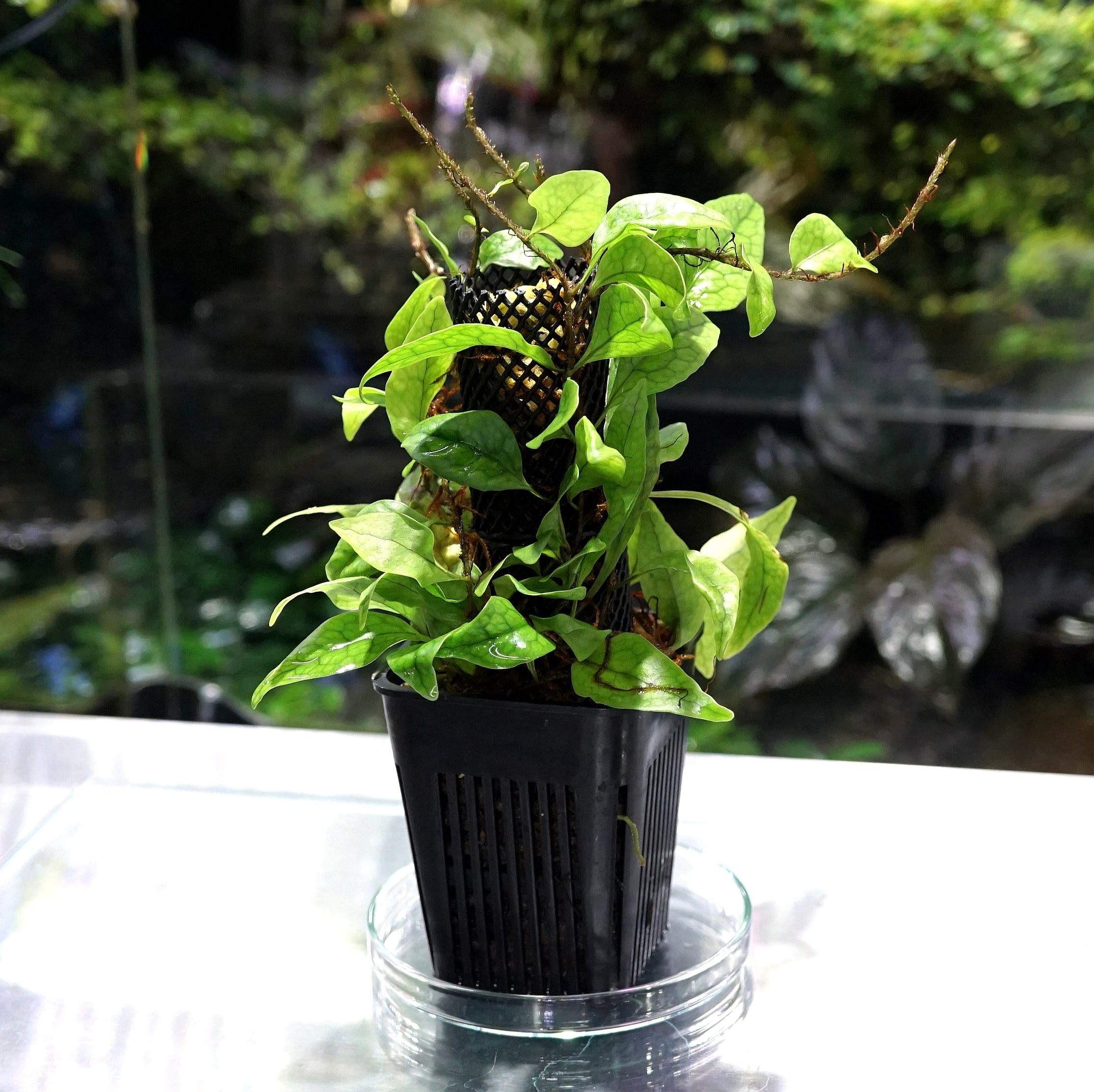 ミクロソリウムsp ティミカ Microsorum sp.Timika | ブルーゲッコー