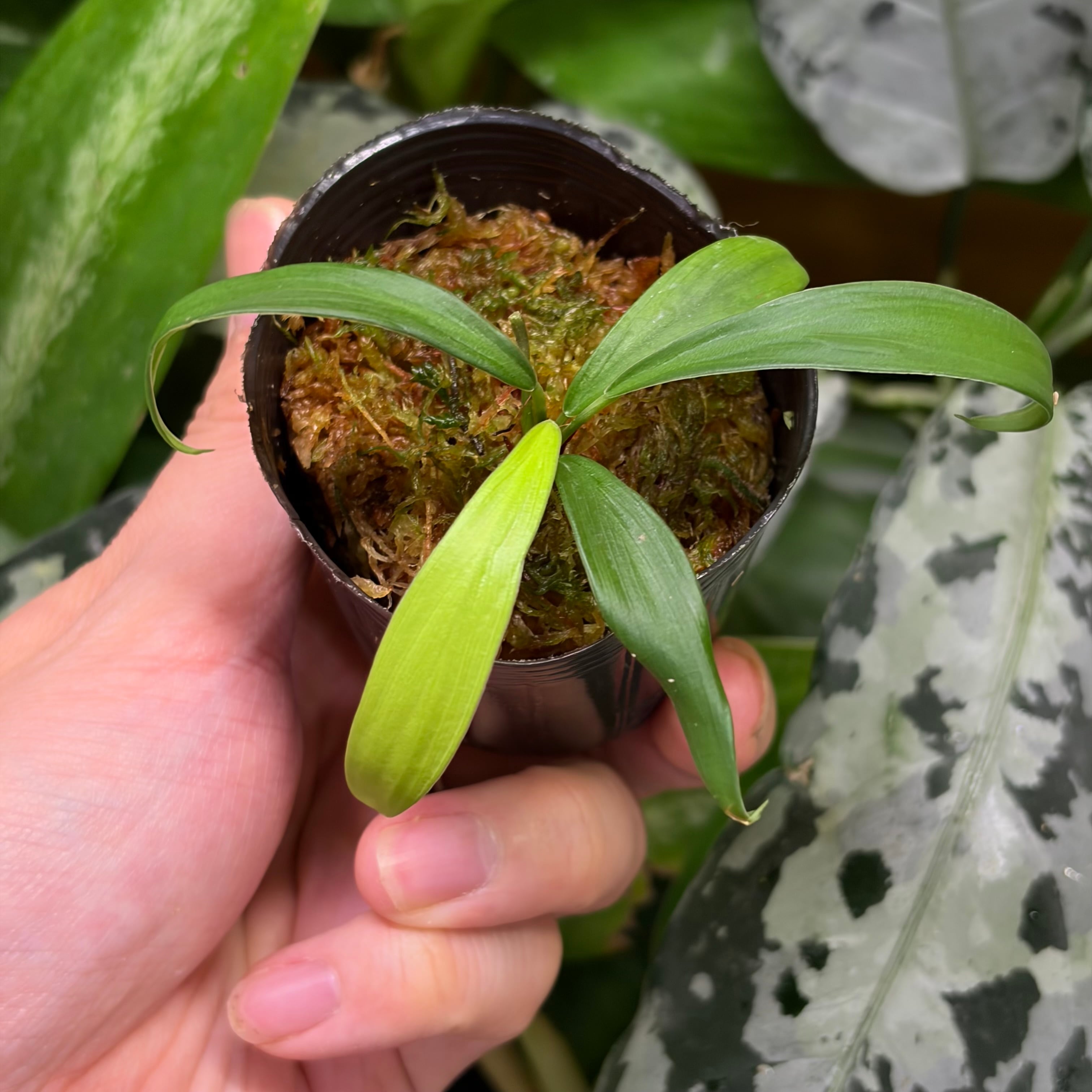 Aglaonema sp. Krabi 【ZOE0626-04t】 アグラオネマ | 熱帯雨林植物