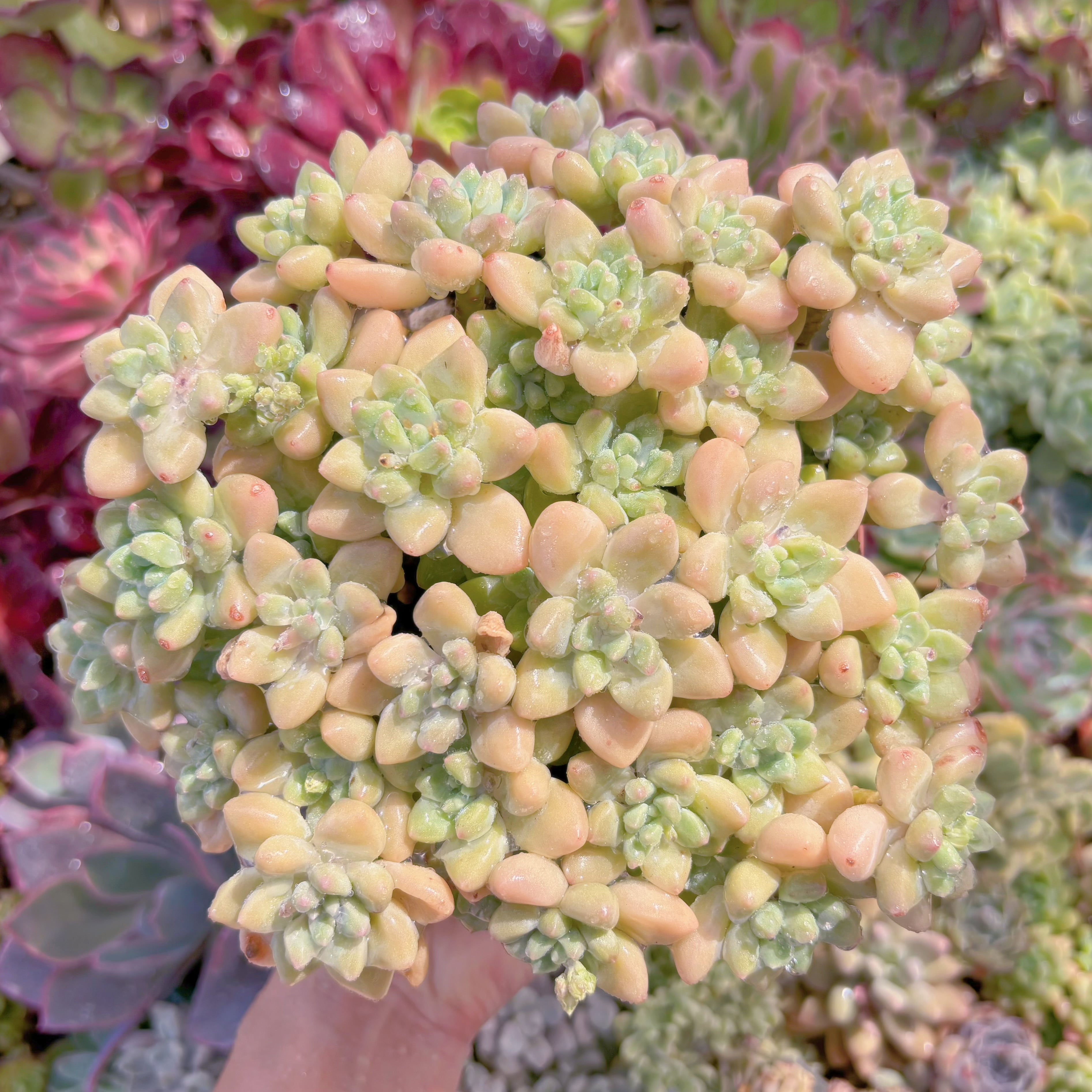 現品　ホワイトケーキ#552　特大群生　新入荷　るる農園