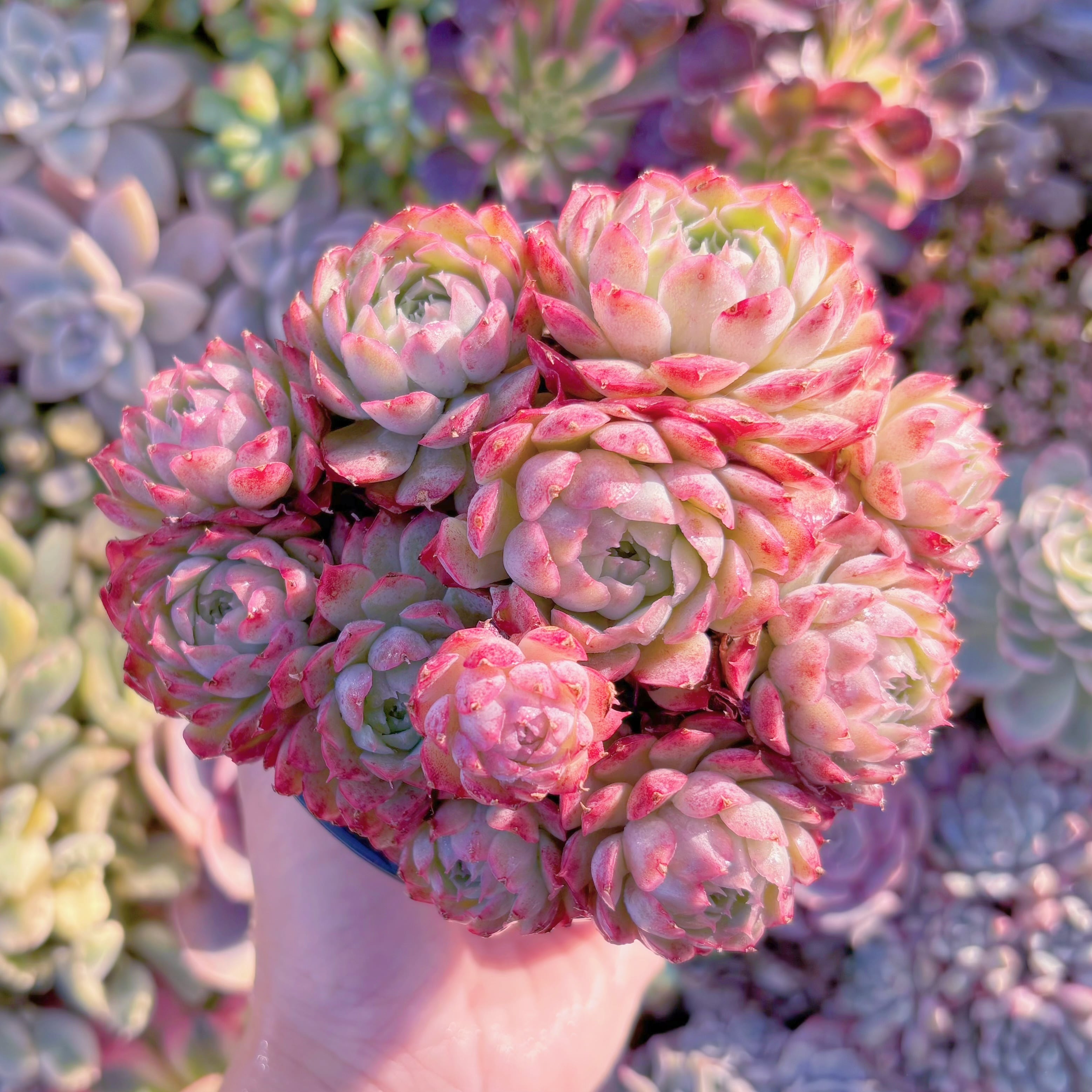 現品　朱砂痣#M246　大群生　新入荷　るる農園