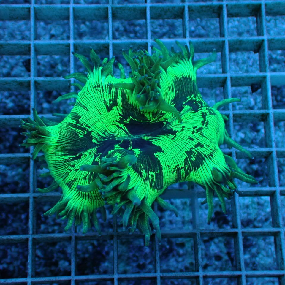 フラワーコーラル 蛍光グリーン No.1 フラワーコーラル 蛍光