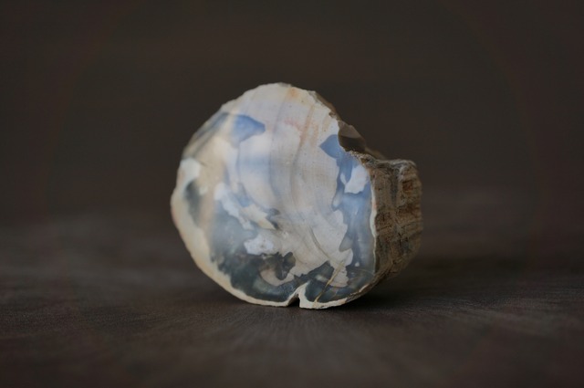 珪化木 Araucarioxylon 791