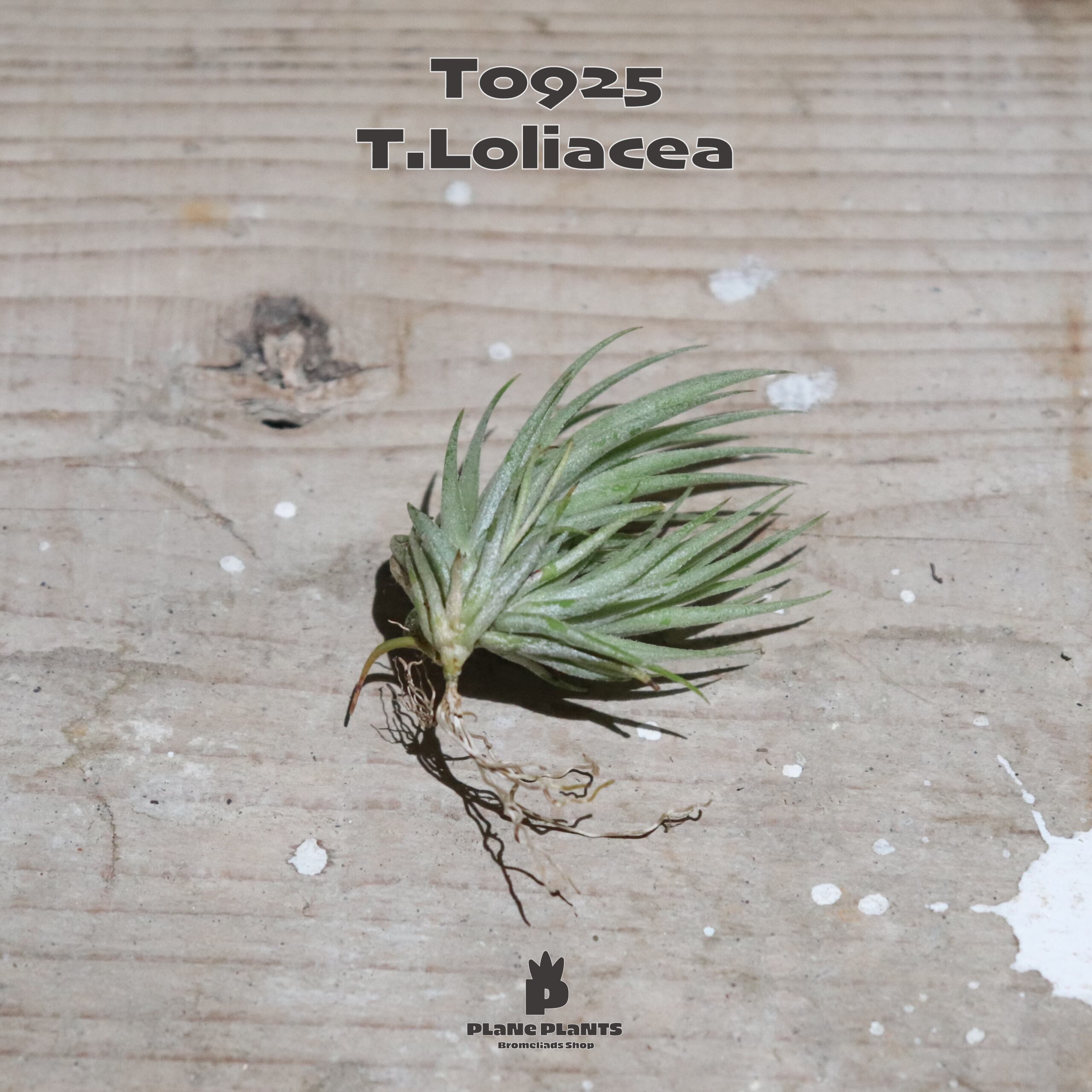 送料無料】ロリアセア クランプ 〔エアプランツ〕現品発送T0925