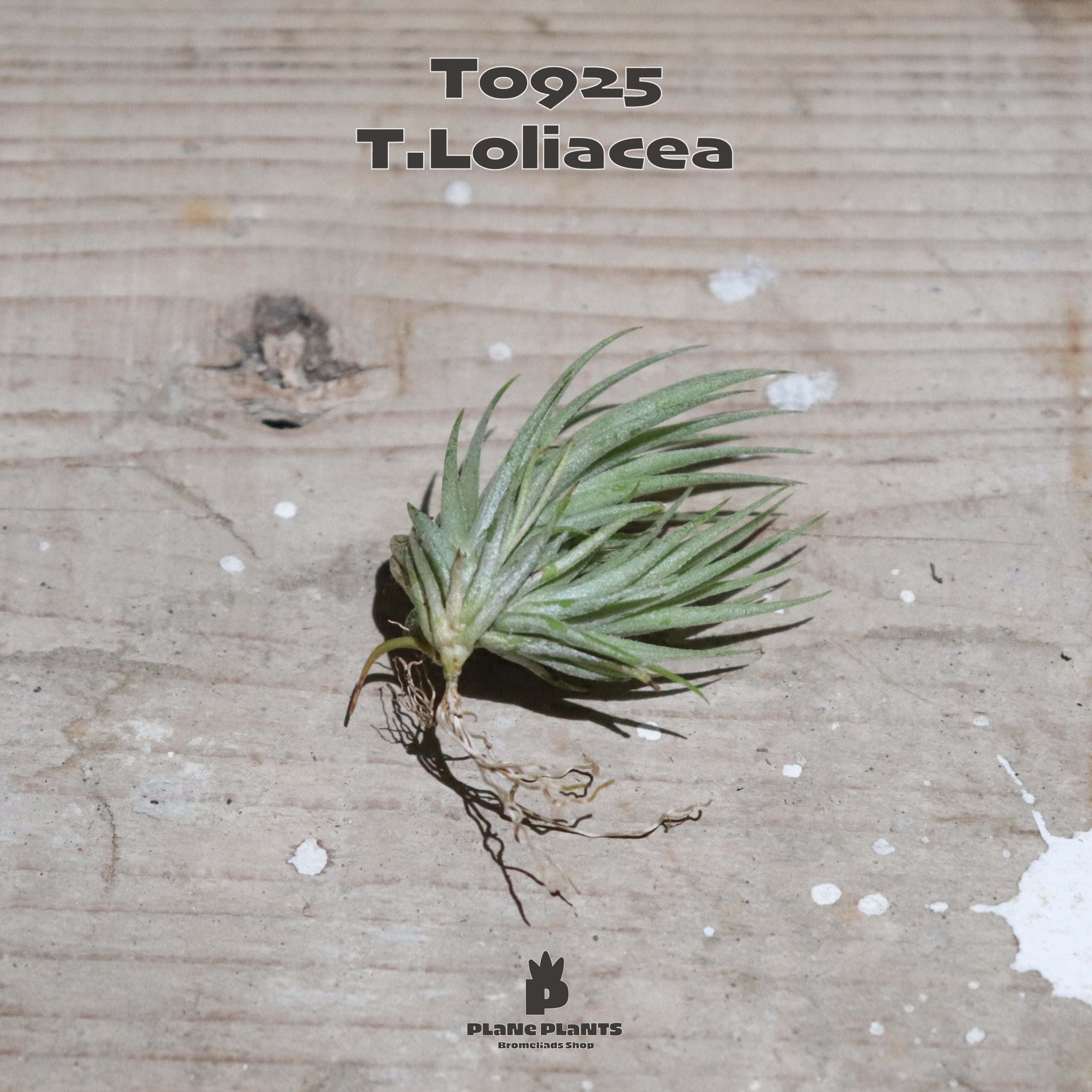 【送料無料】ロリアセア クランプ 〔エアプランツ〕現品発送T0925