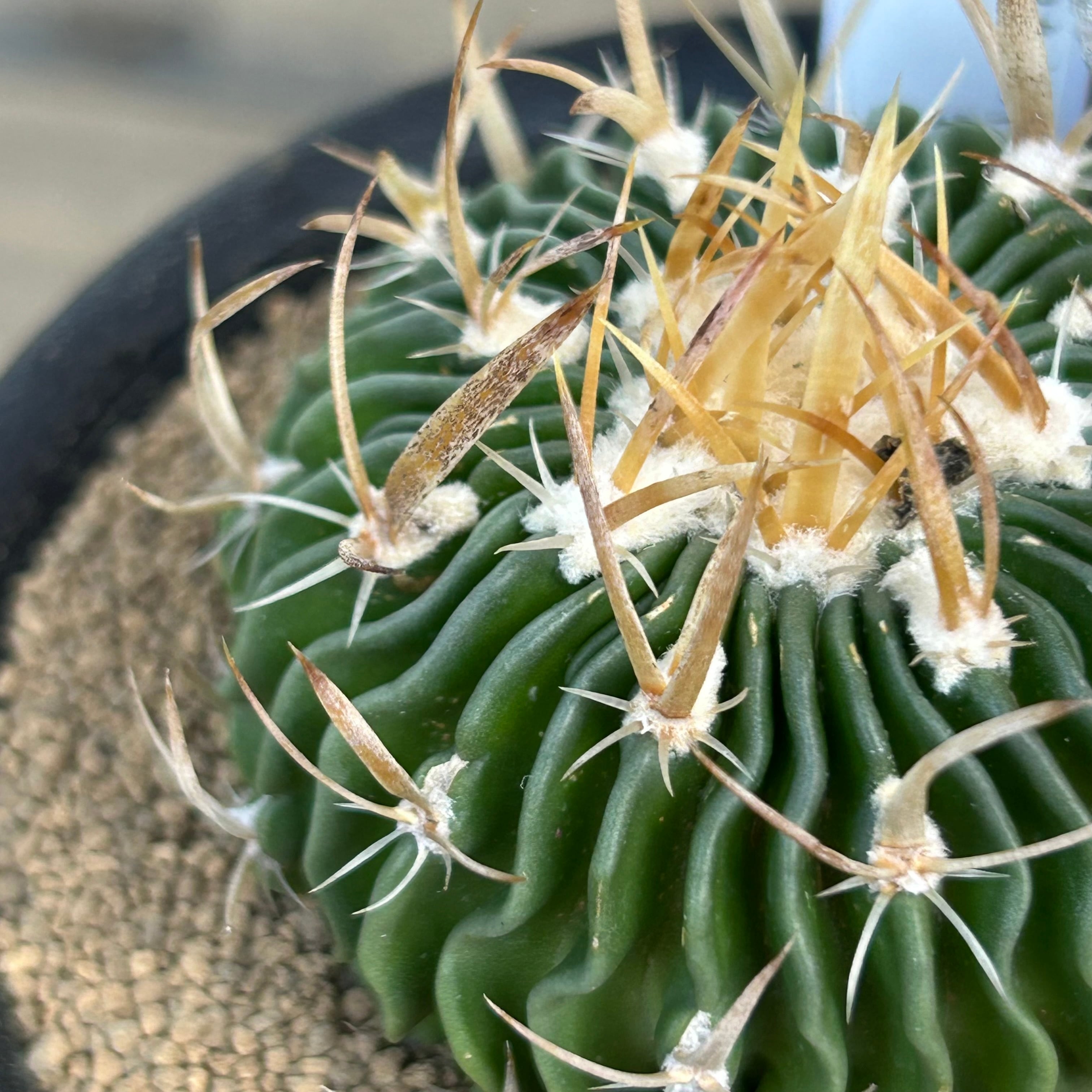 T)縮玉 サボテン | RuPo 多肉植物専門店