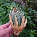 アガベ ユタエンシス ネバデンシス YN6 Agave uthaensis var. nevadensis