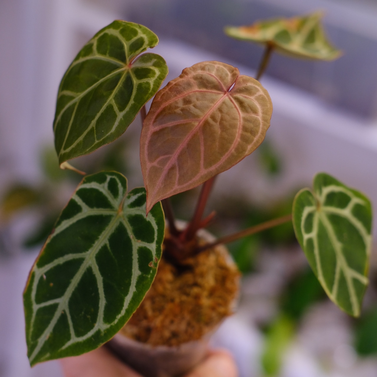 Anthurium. SKG Pink Lemonade × A.Zara Michelle⑤ / アンスリウム ピンクレモネード × ザラ ミシェル