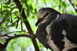 鳩だと思う 02