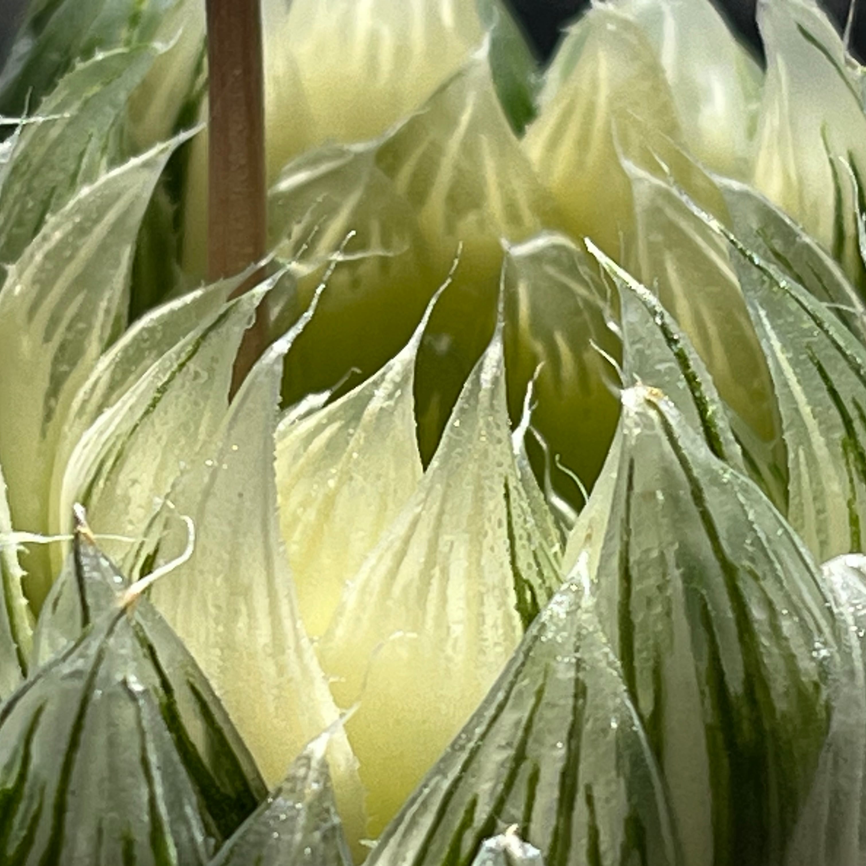 ハオルチア 花胡蝶 オブツーサ錦 | mocono_plants