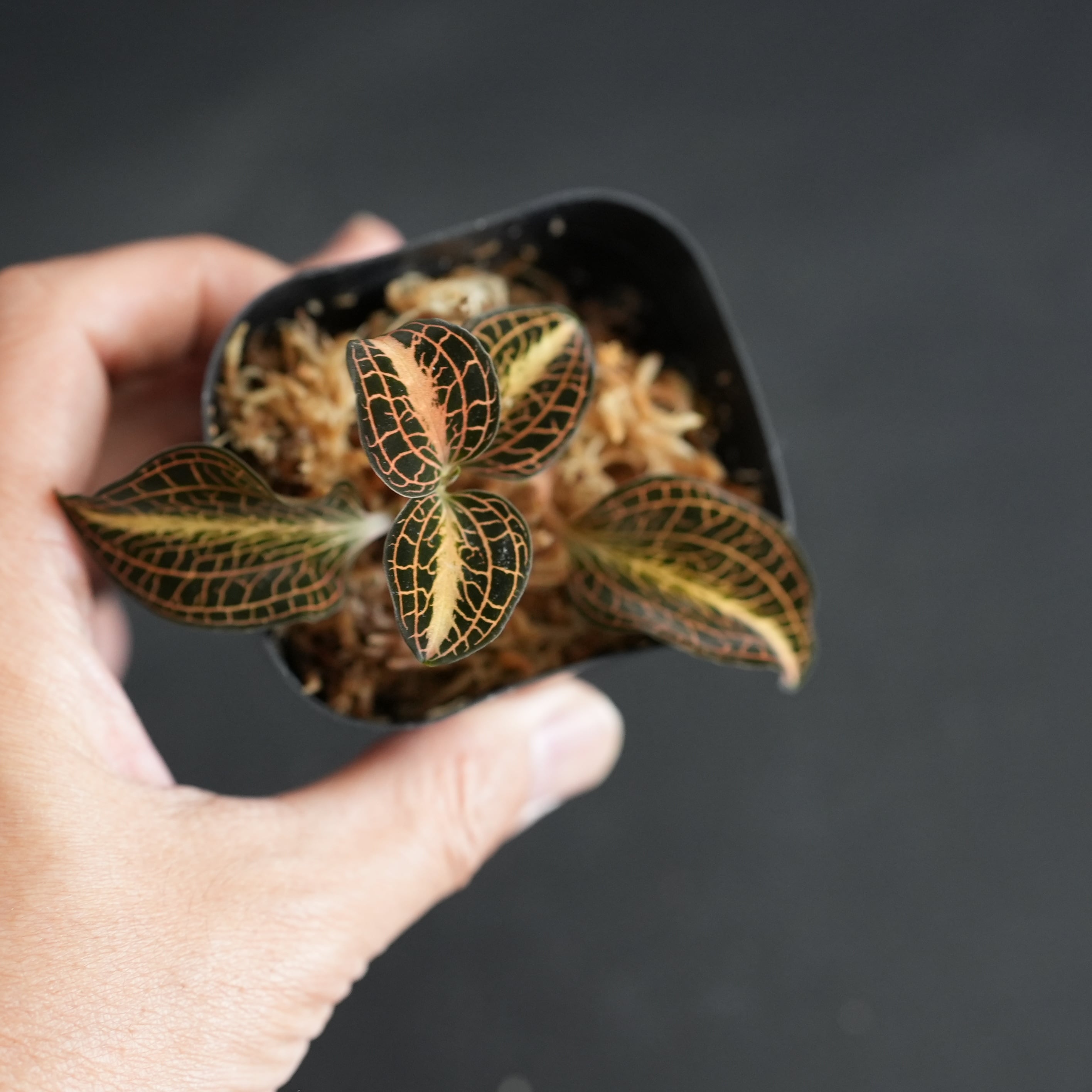 ◆現品◆Anoectochilus sp. 'Nan Red Vein' × Anct. siamensis 'White Center'【ジュエルオーキッド宝石蘭/TheGAKI】#879