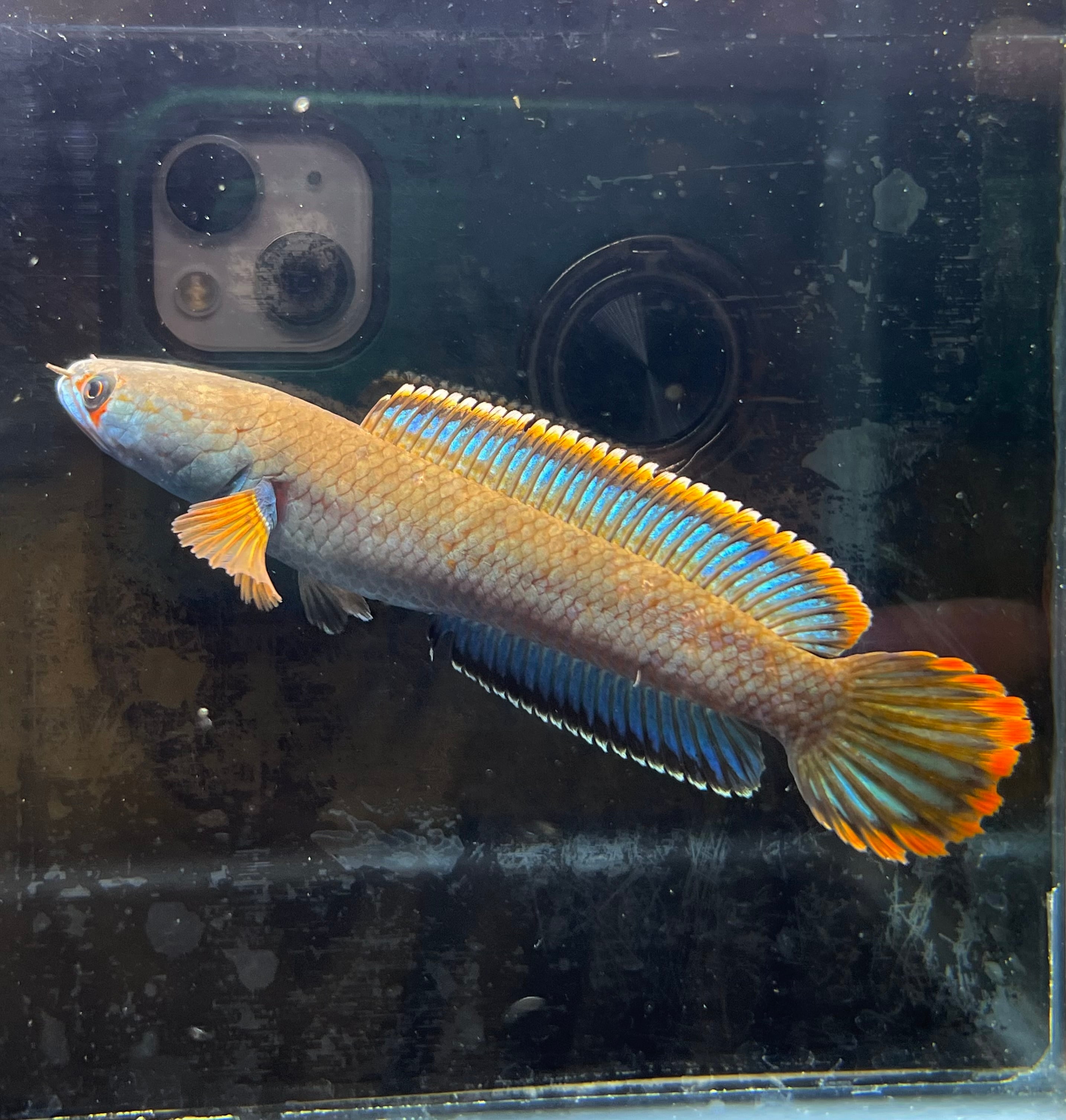 スネークヘッド | アクアショップあんじゅ