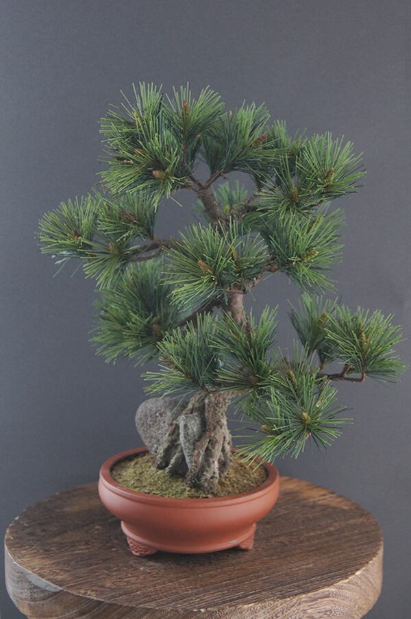 盆栽 松 Pinetree Bonsai #78 | Oh! BONSAI