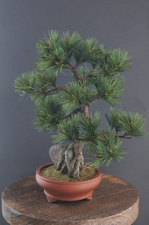 盆栽 松 Pinetree Bonsai #78