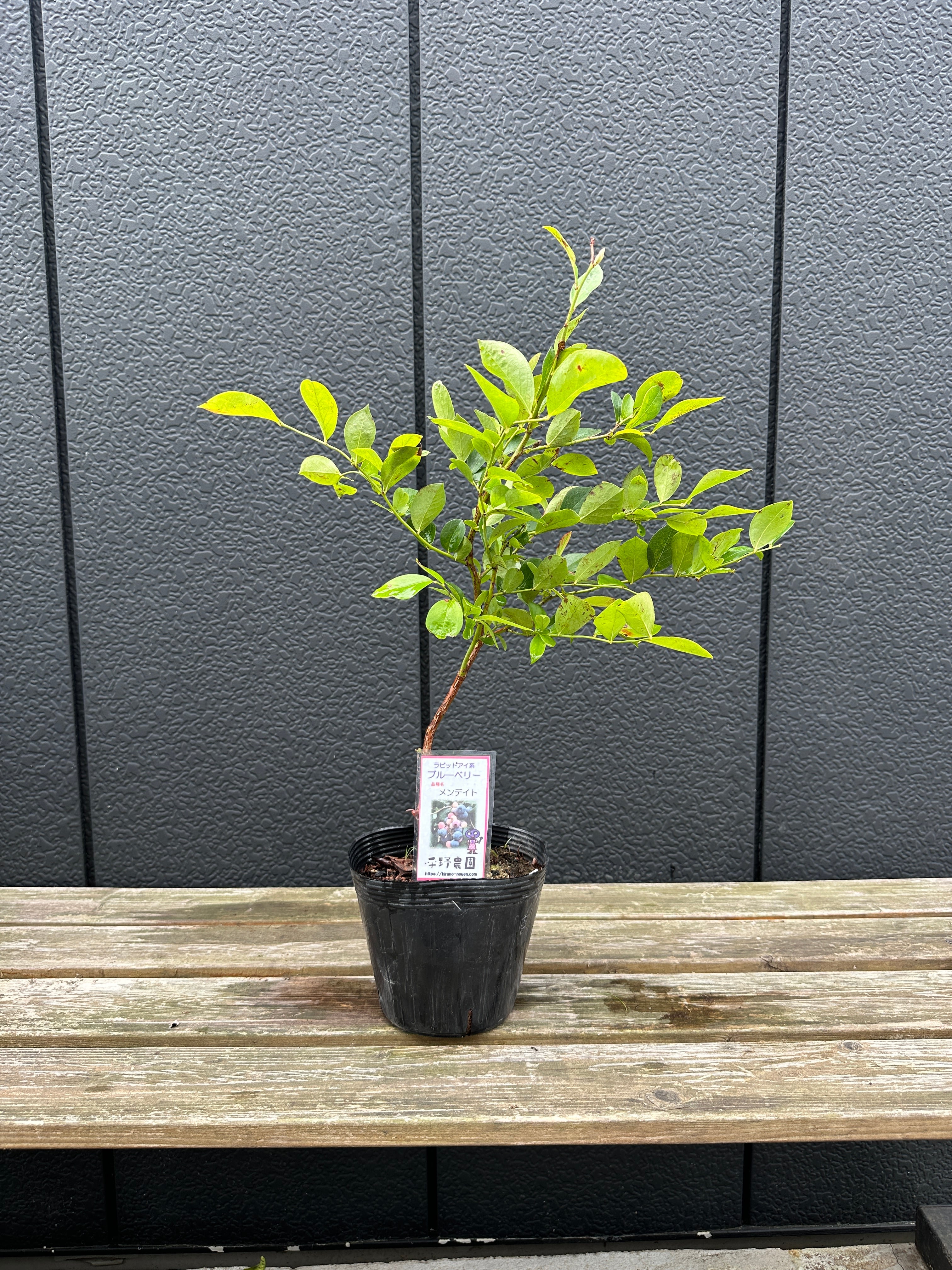 送料無料】☆メンデイト(2年生)ラビットアイ系ブルーベリー苗木 | 平野農園