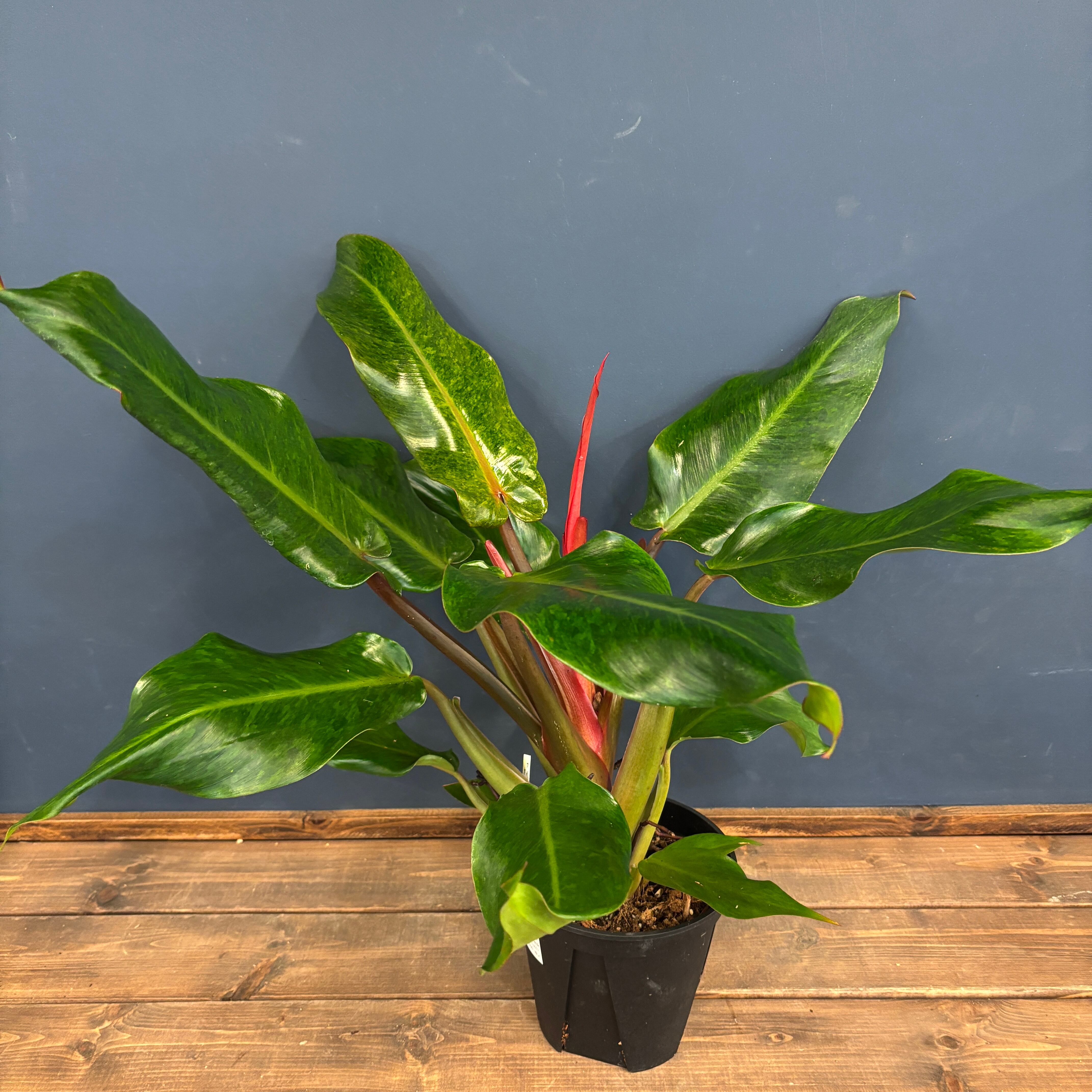 九条/購入時プロフ確認を/売り切り価格✨さま　専用 フィロデンドロン オレンジマーマレード【649】 | PROTOLEAF プロトリーフ