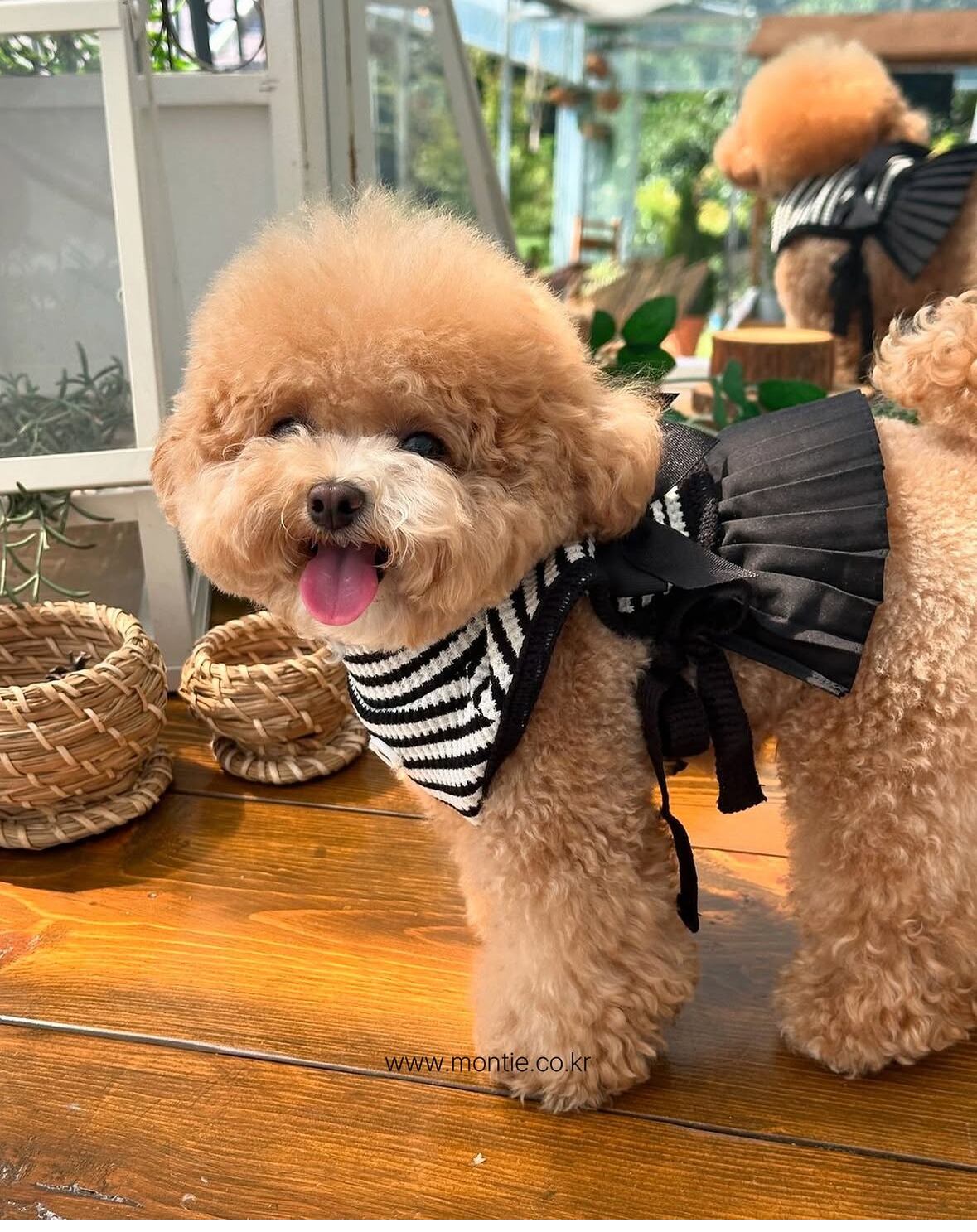 即納販売 Belle One Piece [montie] 韓国犬服 | Hirokke Atelier