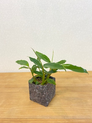 月桃 【鉢植え サステナブルプランター】