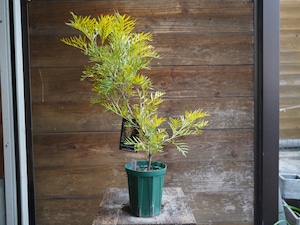 【現物】グレビレア　”ピーチアンドクリーム”　A