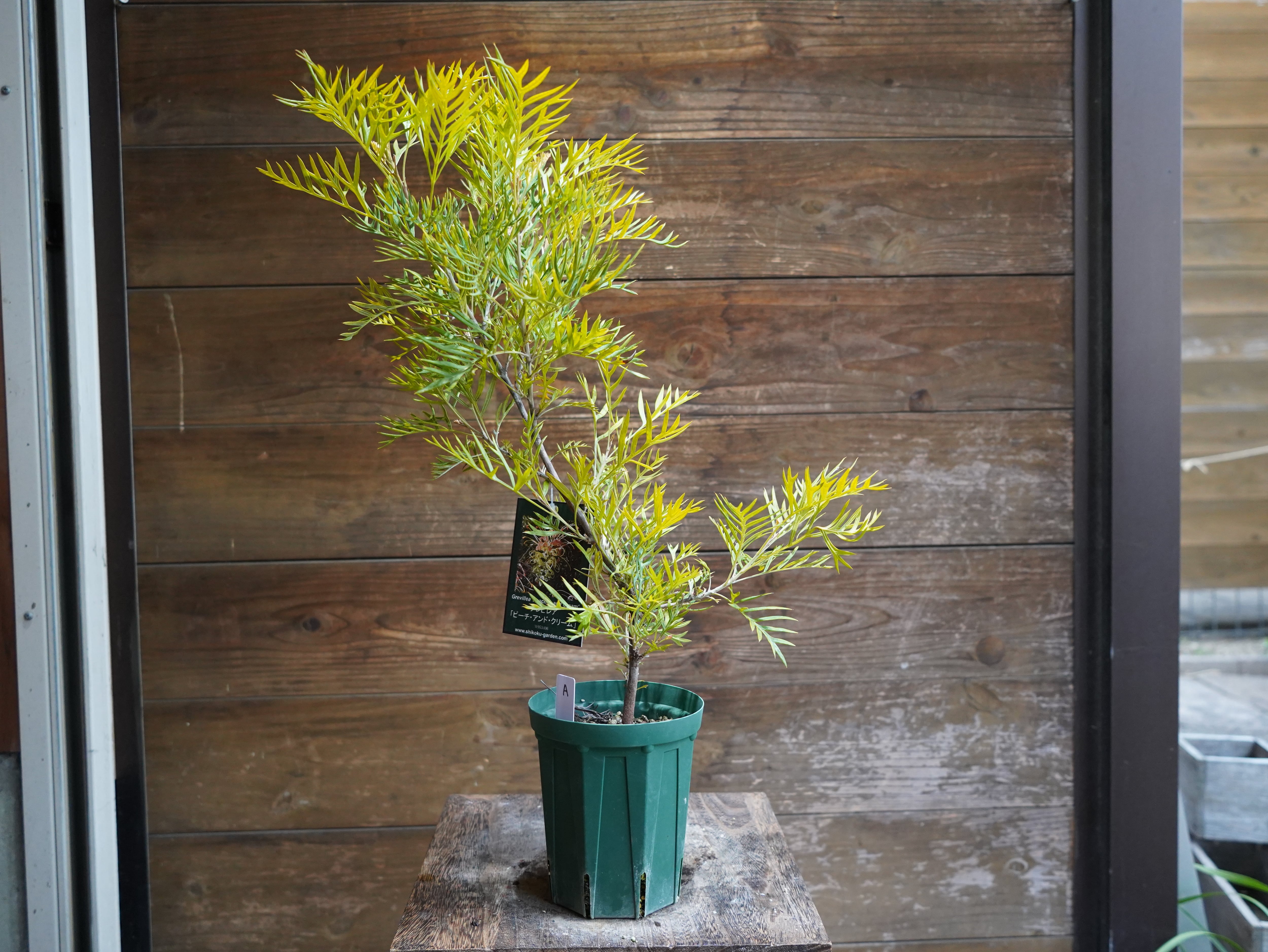 【現物】グレビレア　”ピーチアンドクリーム”　A