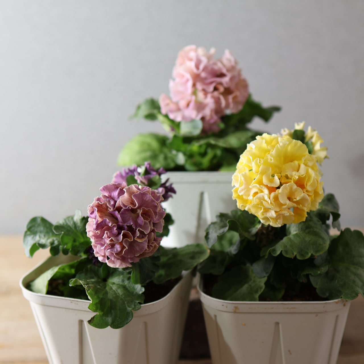 479 超希少！サトウ園芸さんの『ローブ ドゥ アントワネット 