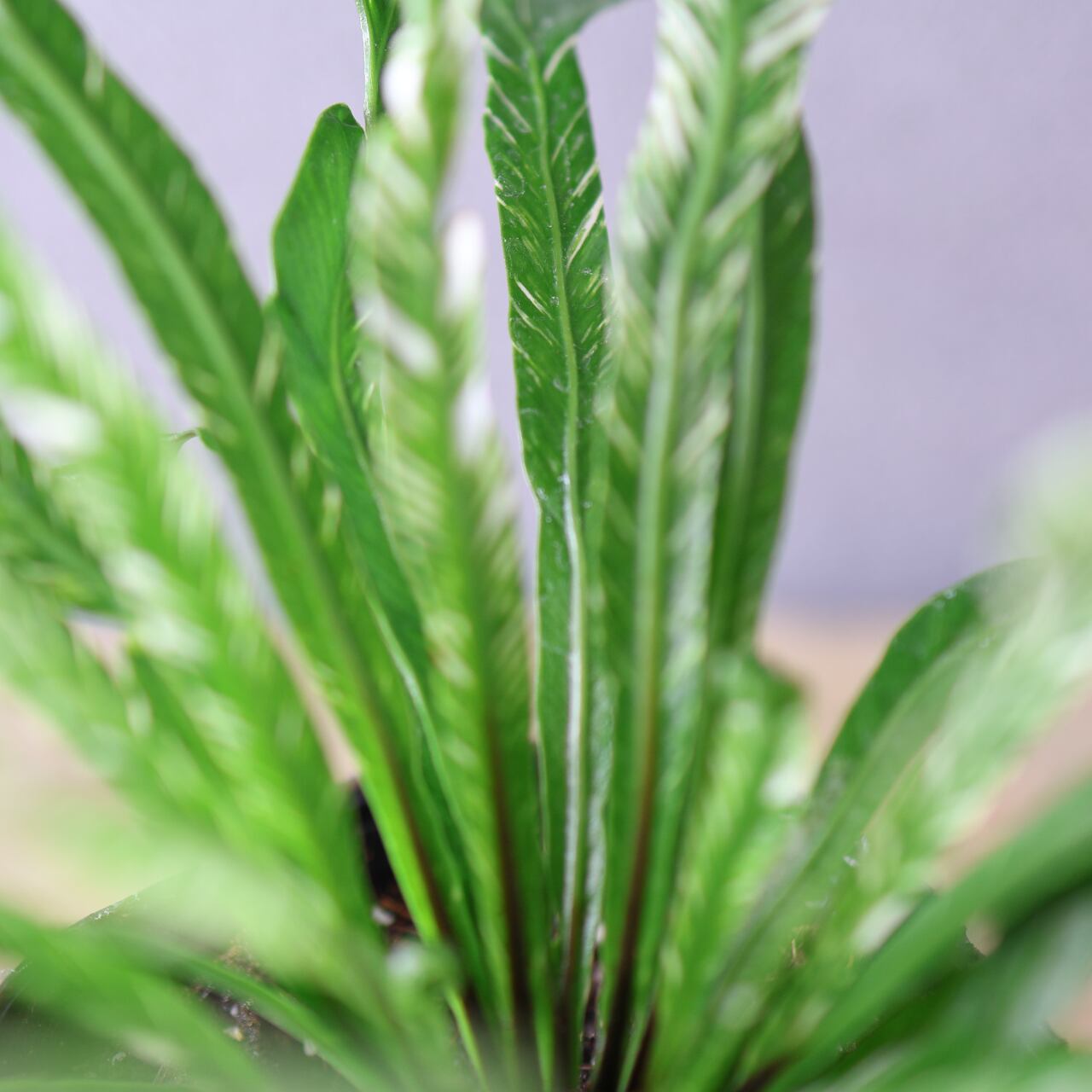 397 光を受けて輝く『アスプレニウム ニダス 斑入り』観葉植物 【送料