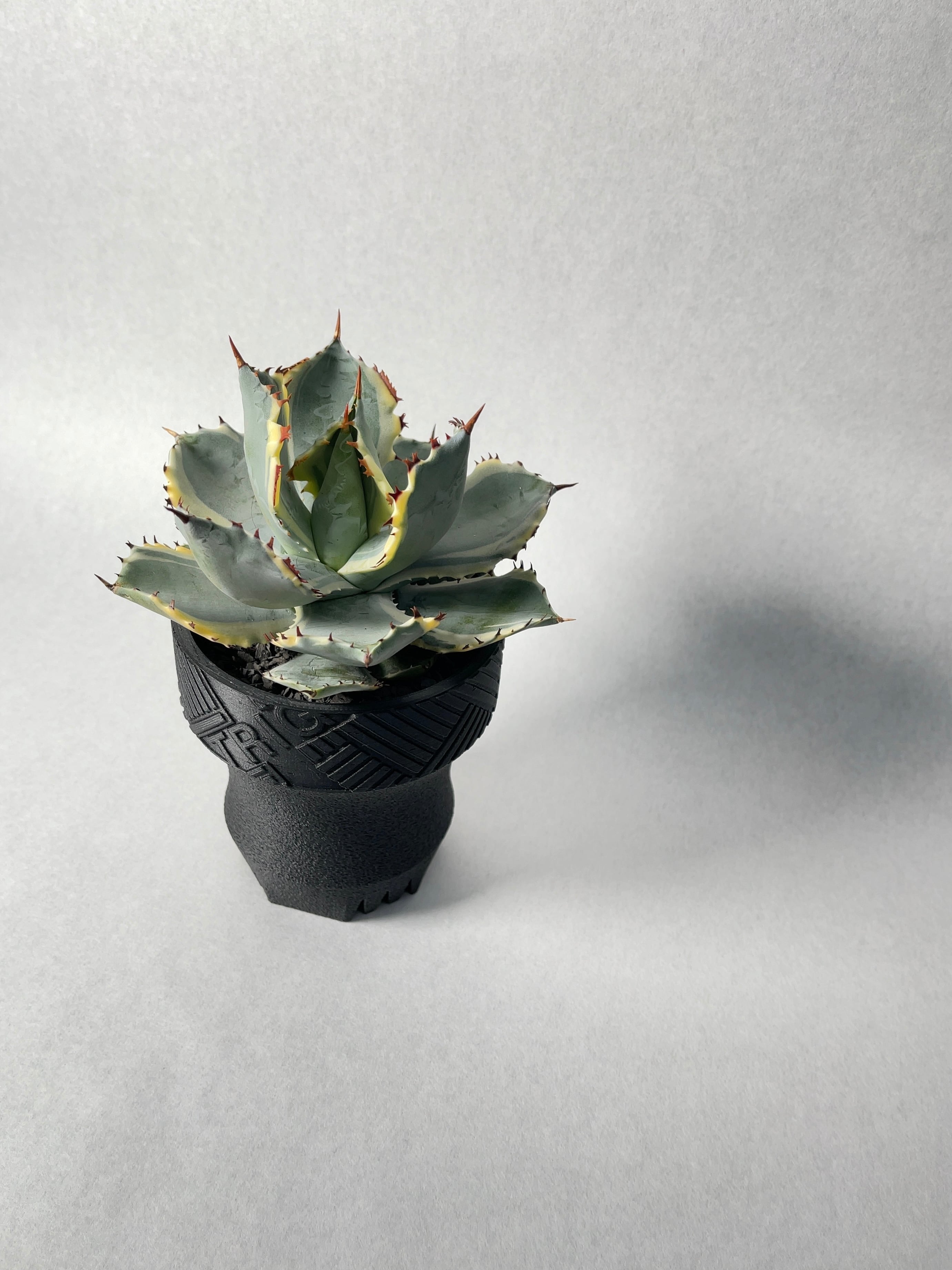 No.3【激締まり・覆輪斑・連棘】アガベ 王妃甲蟹錦 Agave isthmensis 