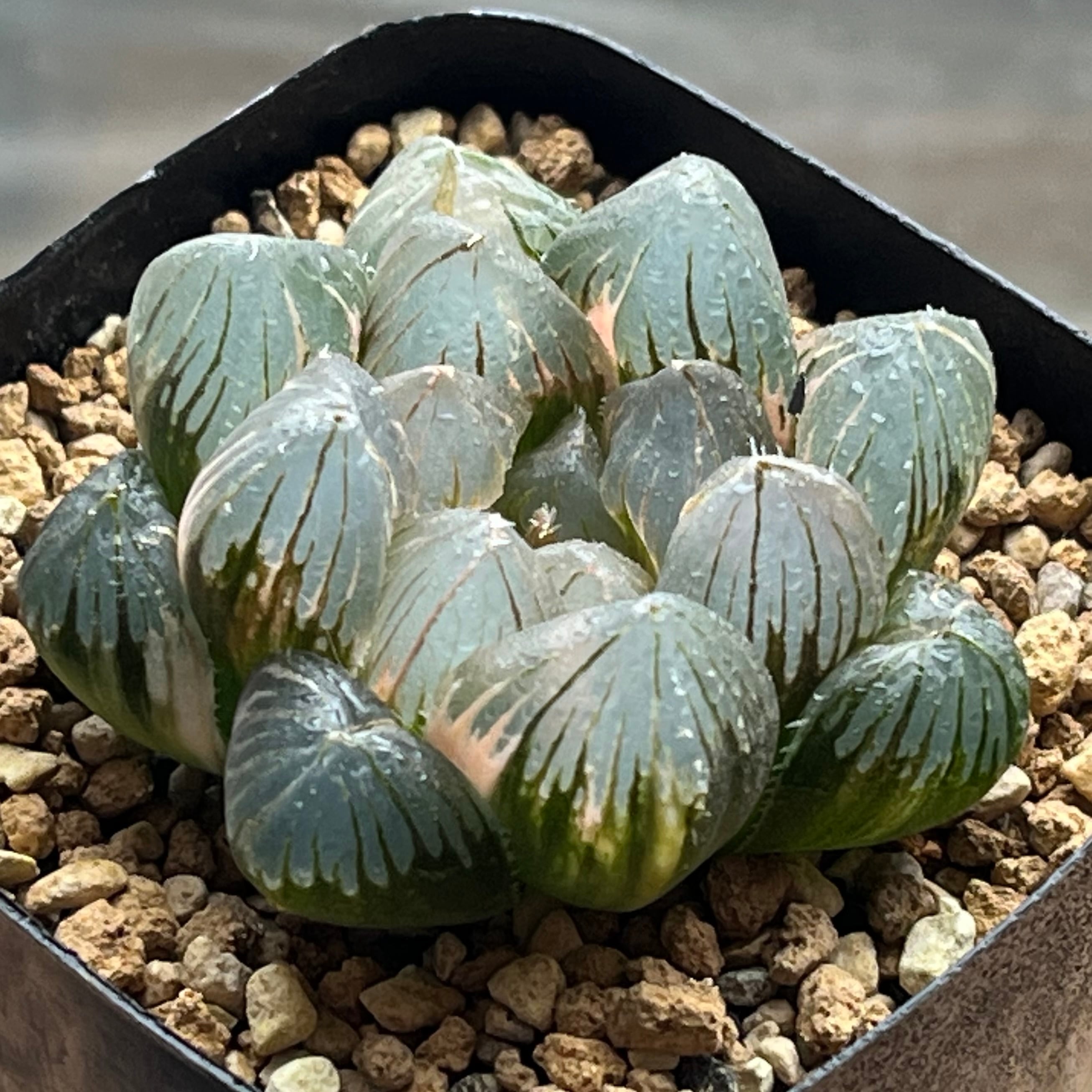 ハオルチア 三仙寿錦 | mocono_plants