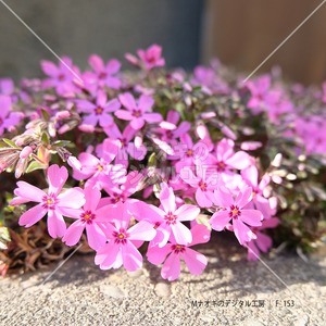 道の脇に咲くシバザクラ　Shibazakura blooming on the side of the road