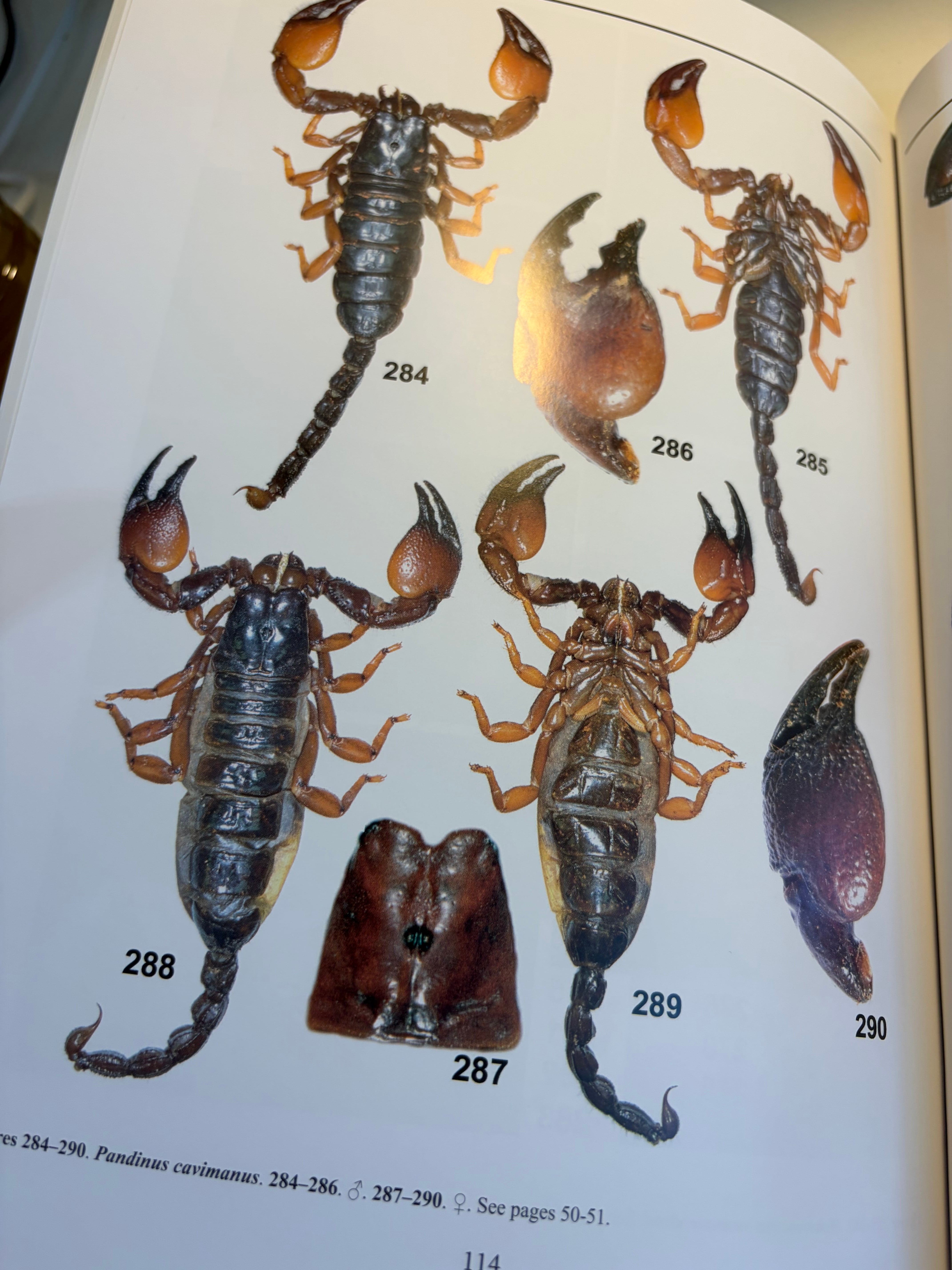 最高傑作】サソリの図鑑 標本 洋書 Illustrated catalog of scorpions