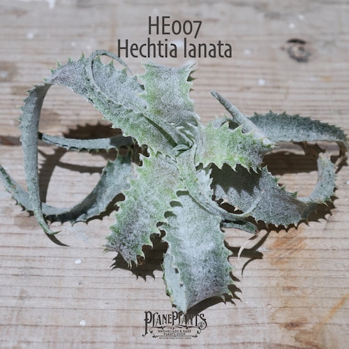 【送料無料】Hechtia lanata《ベアルート株》〔ヘクチア〕現品発送HE007