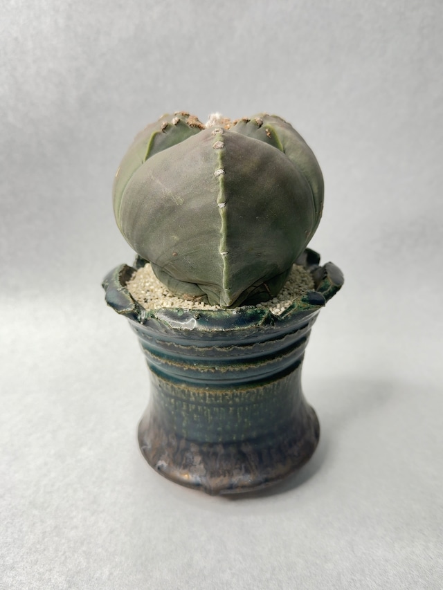 アストロフィツム・三角ヘキラン