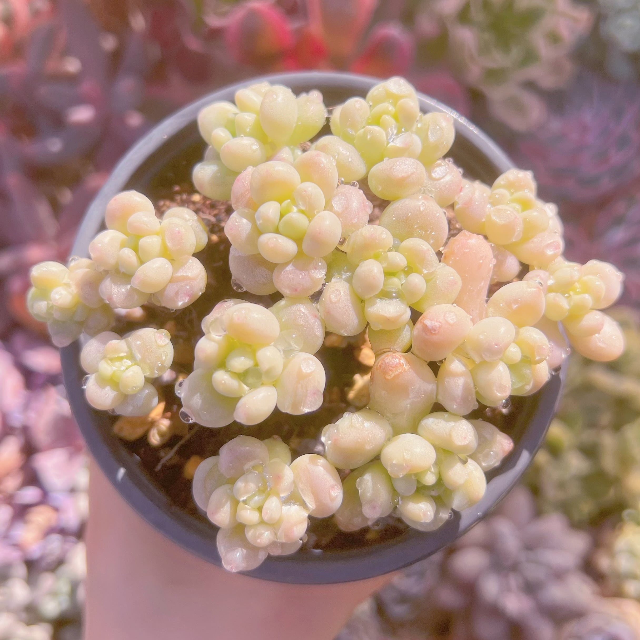 現品　ストロベリーミルク#1131　古株　るる農園