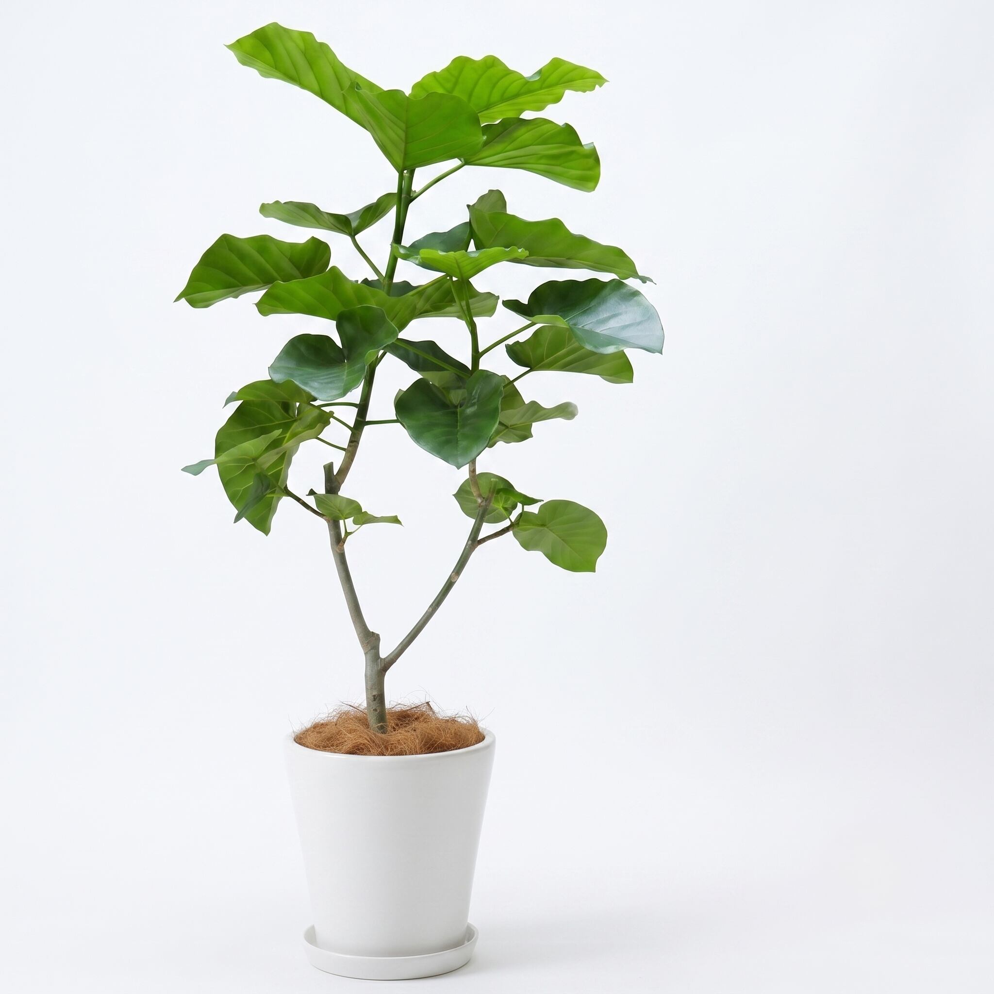 観葉植物「フィカス・ウンベラータ」 陶器鉢8号 25,000円(税別 )お祝い