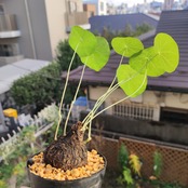 Stephania kaweesakii /ステファニア・カウィーサキ⑨ / 観葉植物<育て方・花言葉>