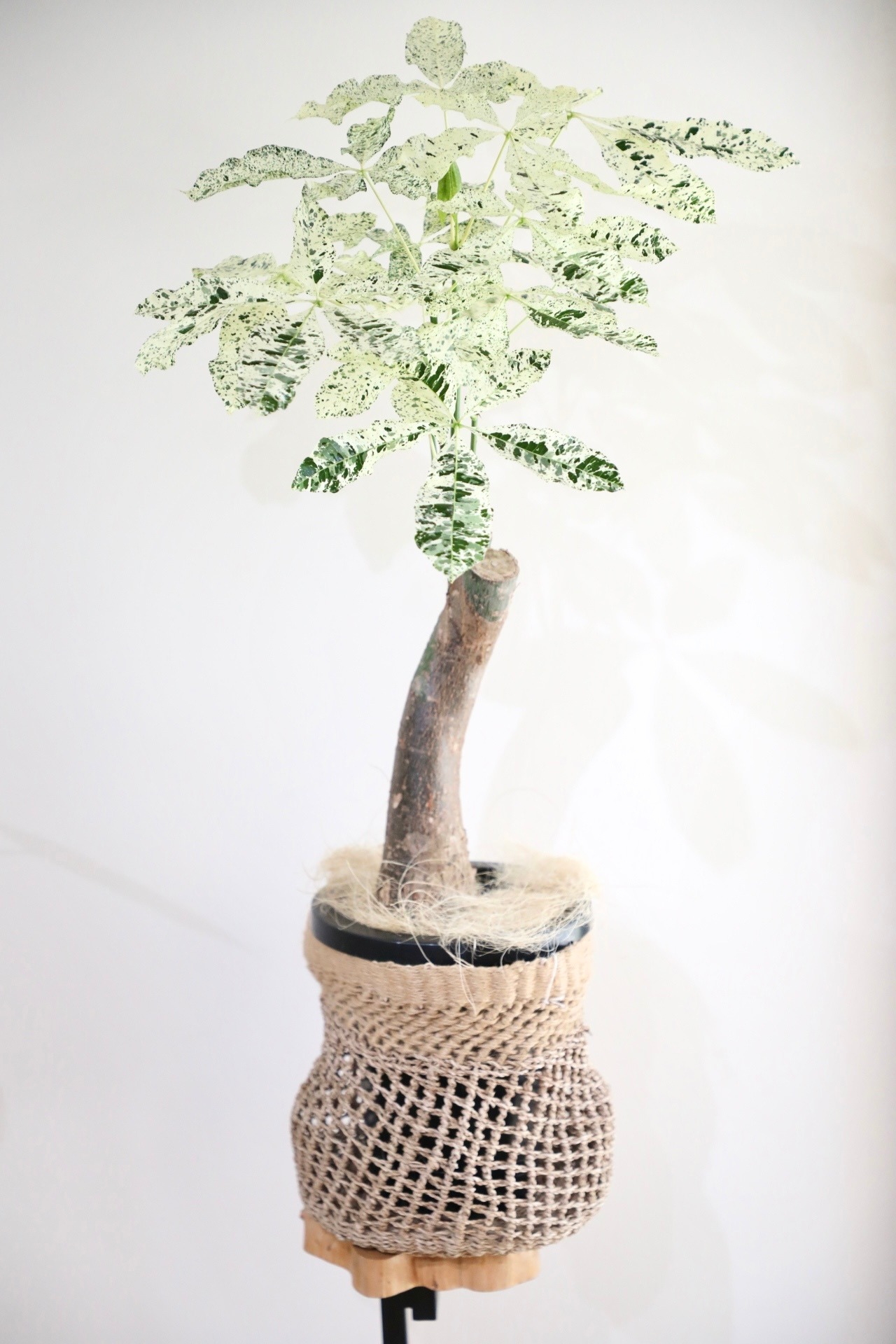 【M】パキラ ミルキーウェイ/Pachira ※天然素材カバー付き