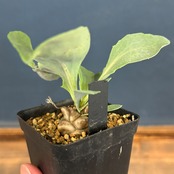 オトンナ　ヘレー【349】