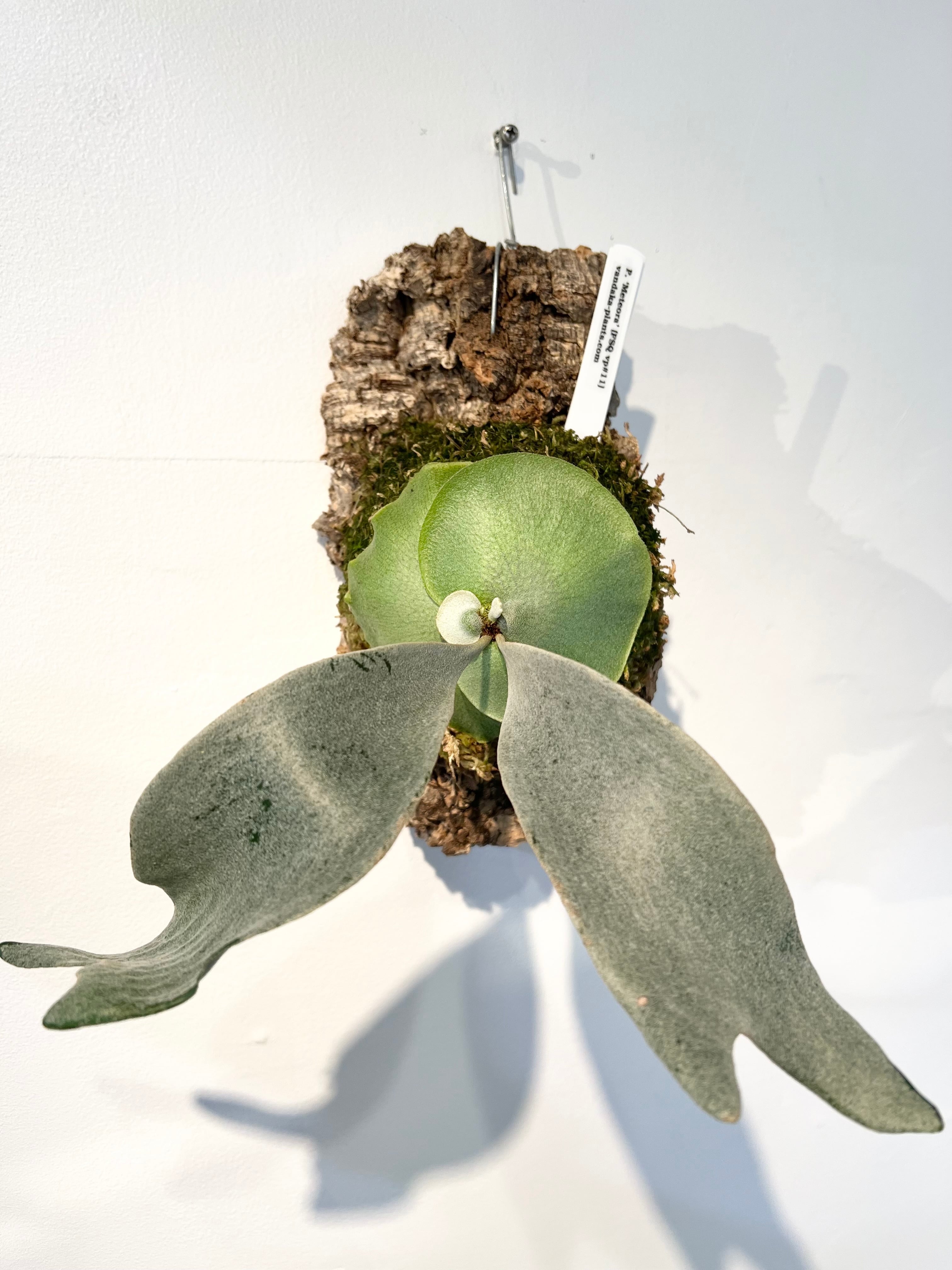 が*る様 ビカクシダ・FSQ vp#11 子株 ビカクシダ・FSQ vp#11 子株