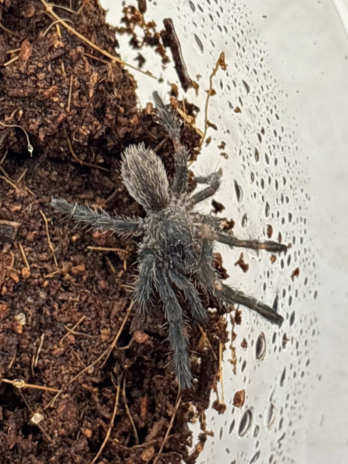 コバルトブルータランチュラ Cyriopagopus lividus 1匹 | まるころ商店