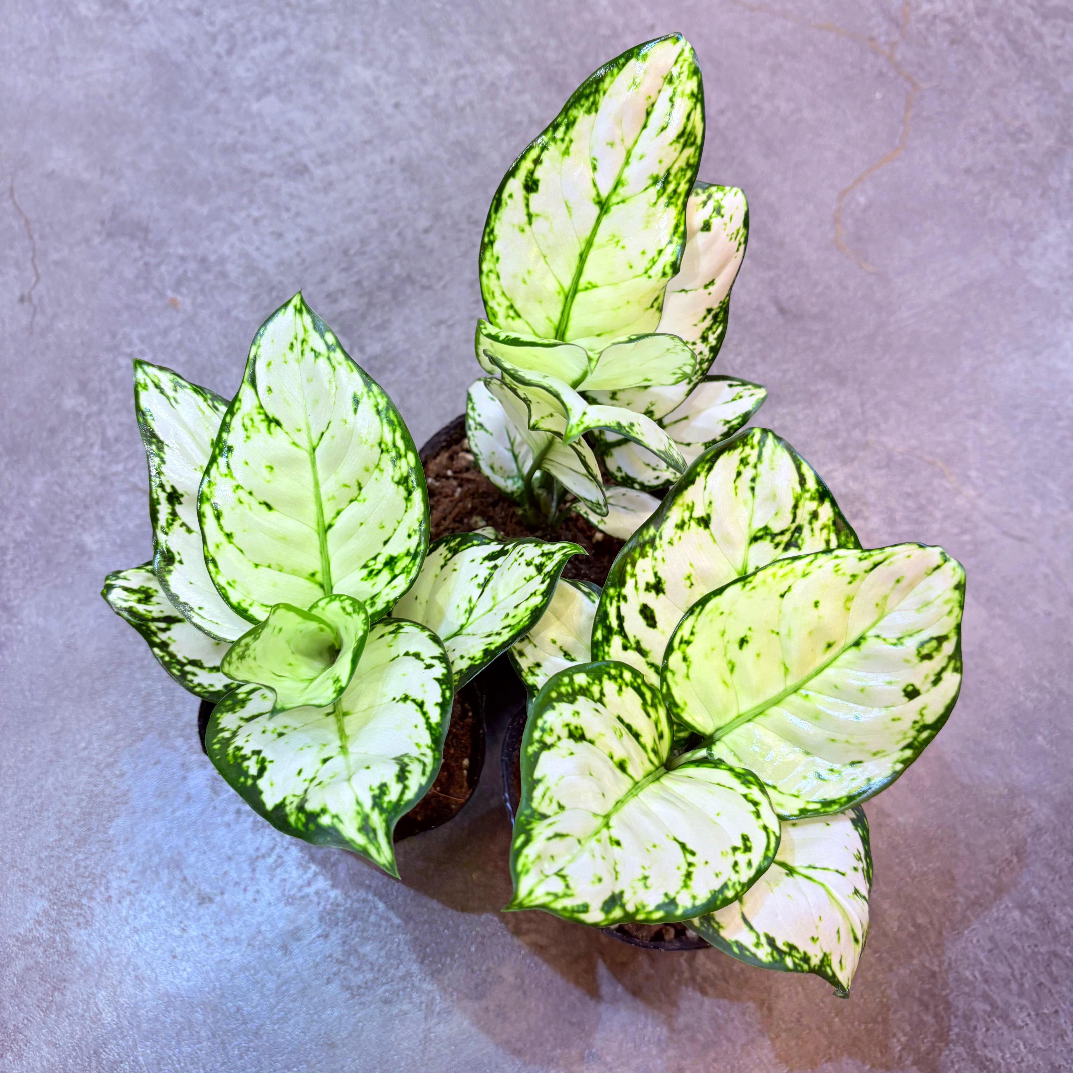 アグラオネマ ホワイトバレンタイン 3.5号 | Green Vibes 宇都宮市の